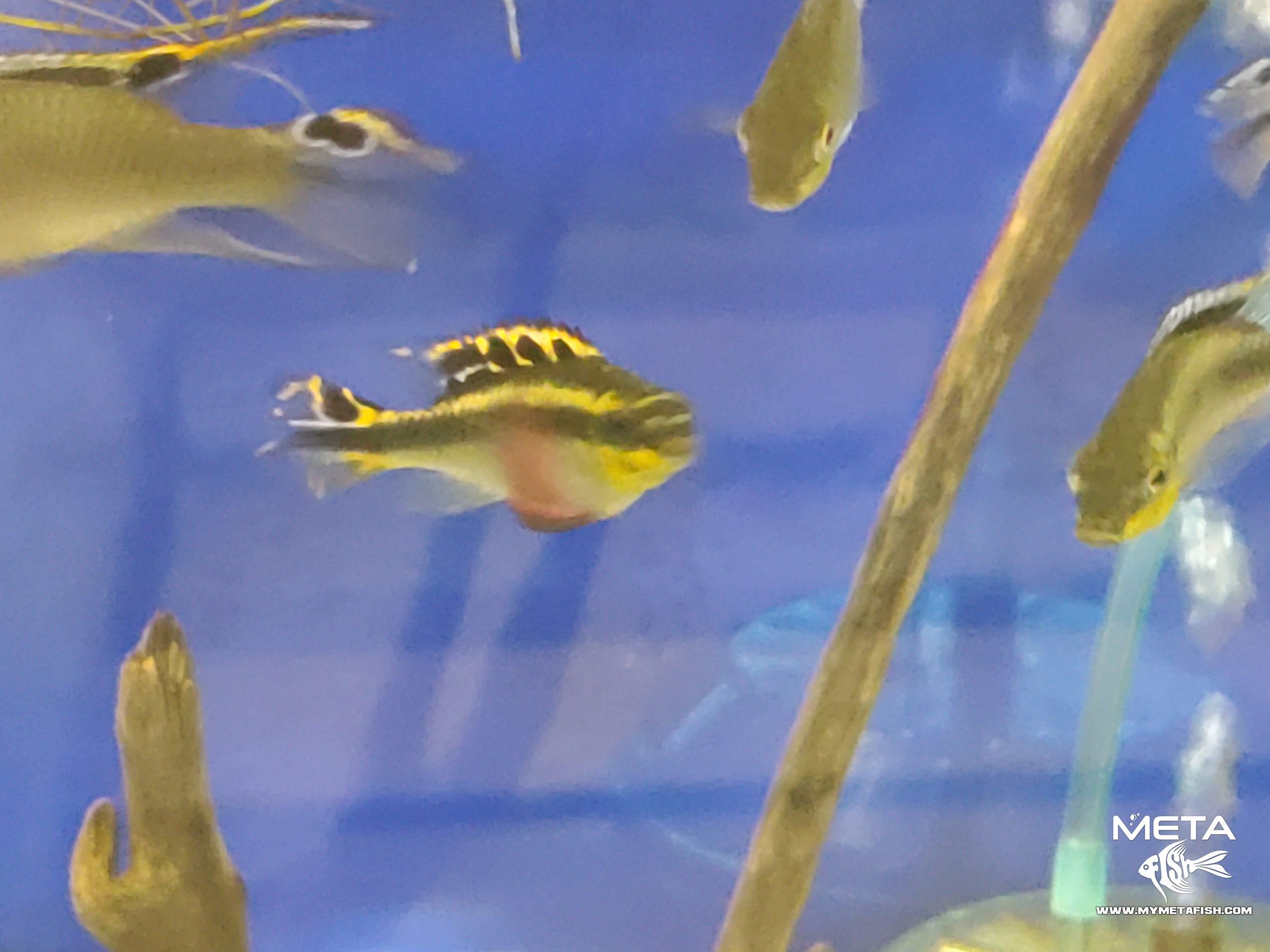 Kribensis - Pelvicachromis Pulcher (4)
