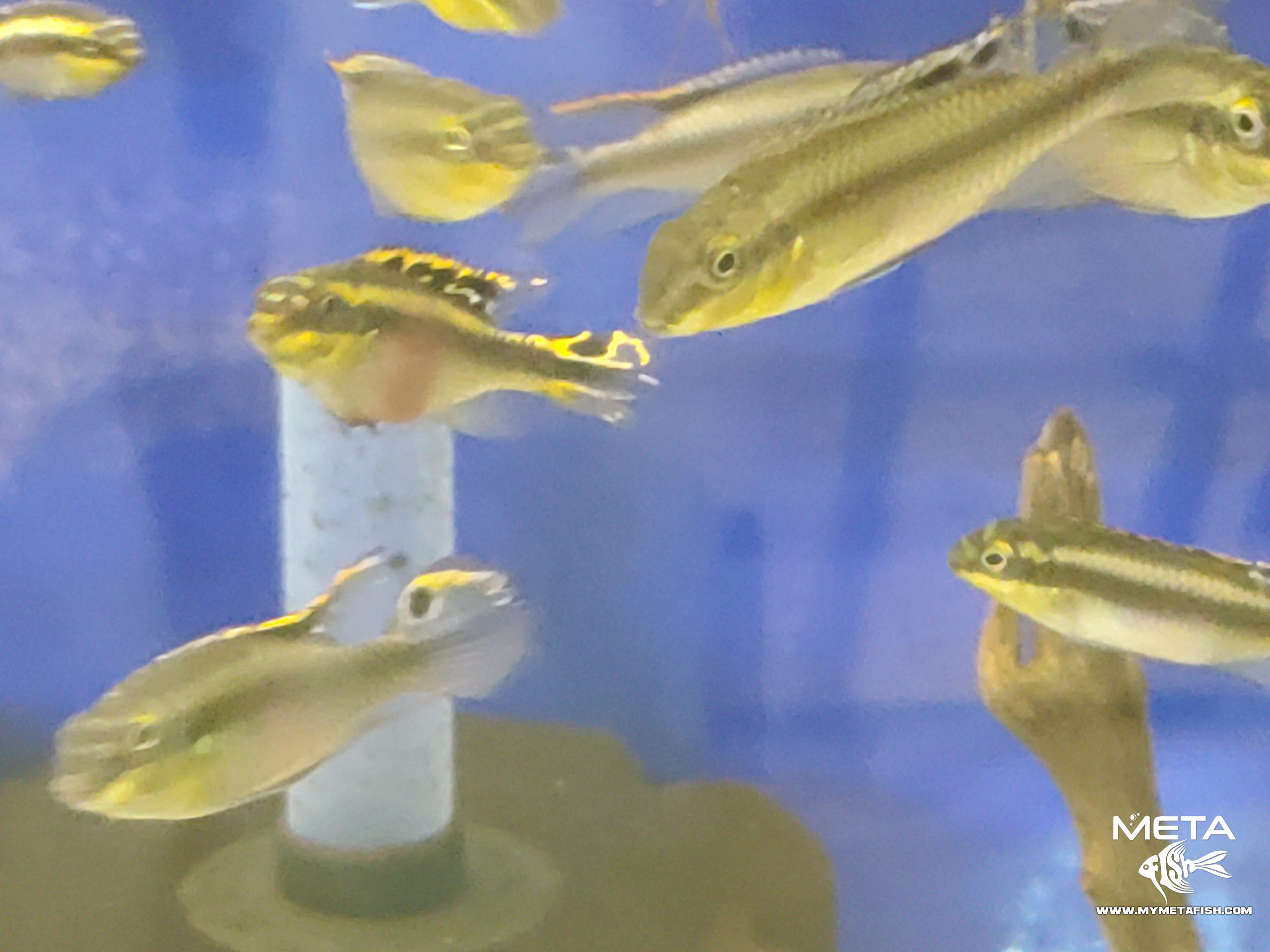 Kribensis - Pelvicachromis Pulcher (5)