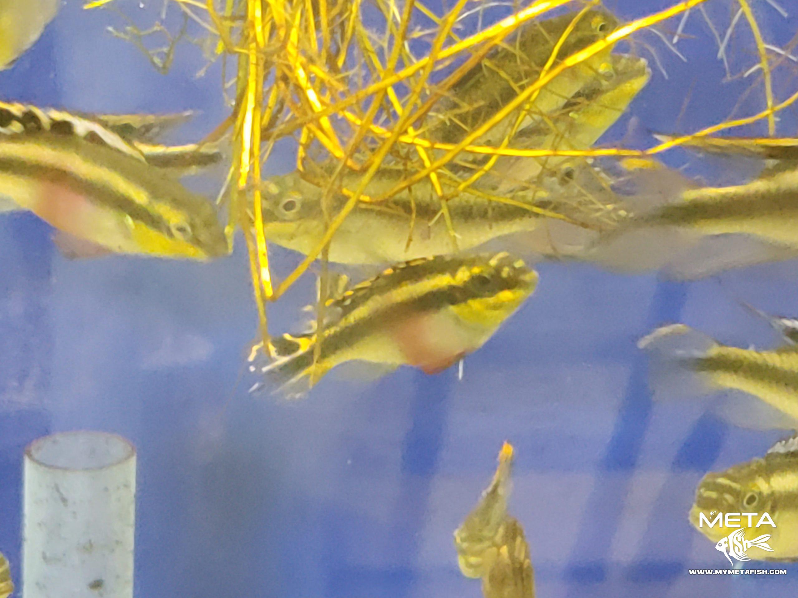 Kribensis - Pelvicachromis Pulcher (6)