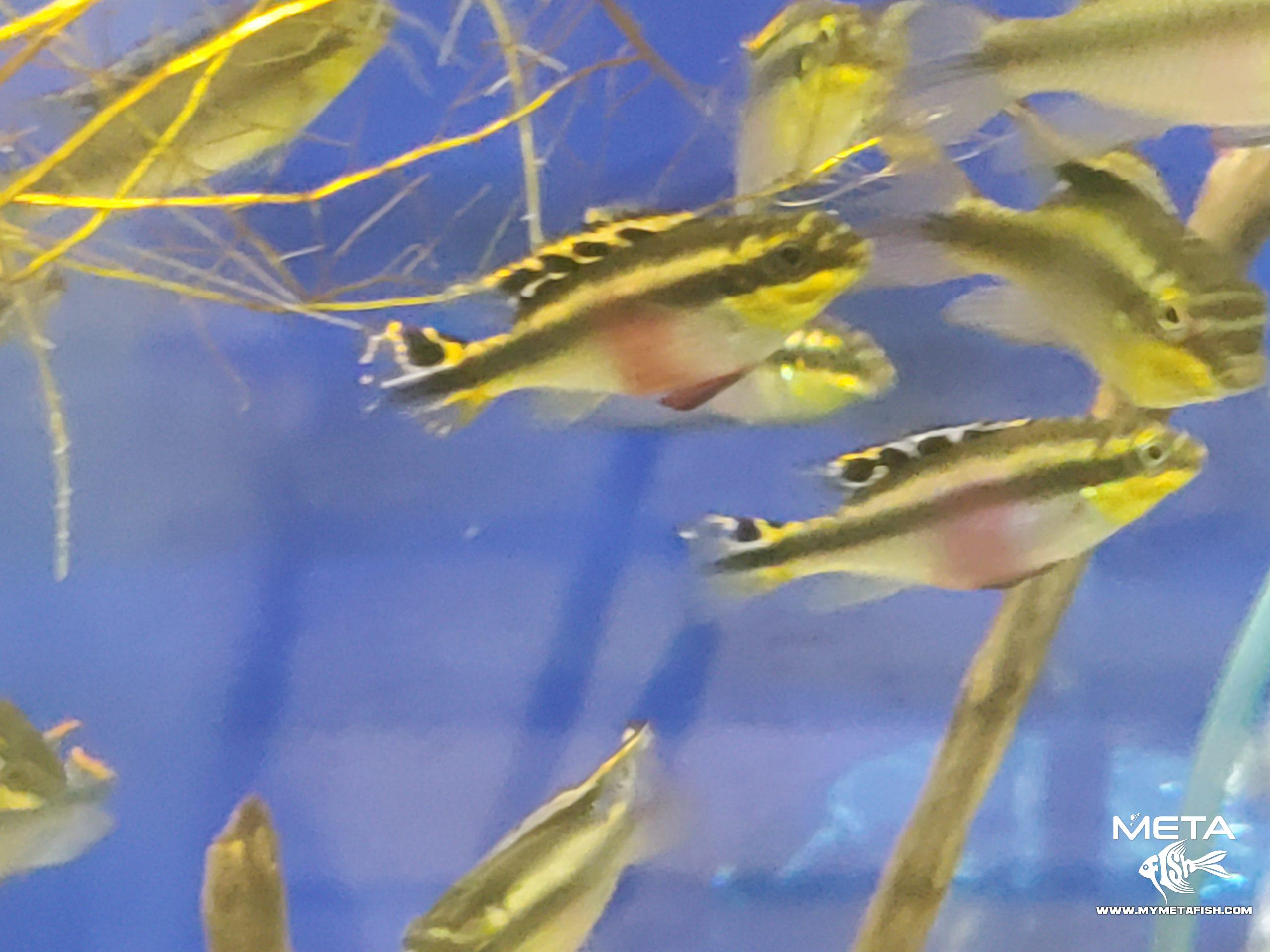 Kribensis - Pelvicachromis Pulcher (7)