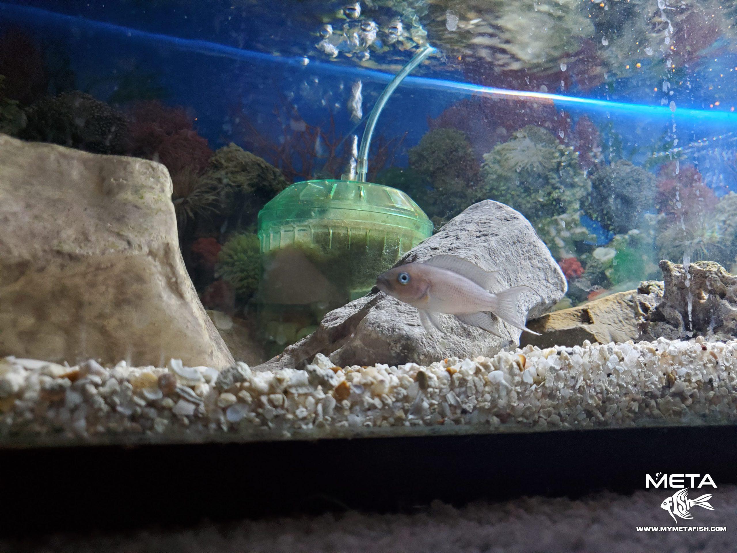 Neolamprologus Falcicula Cygnus Adult Female