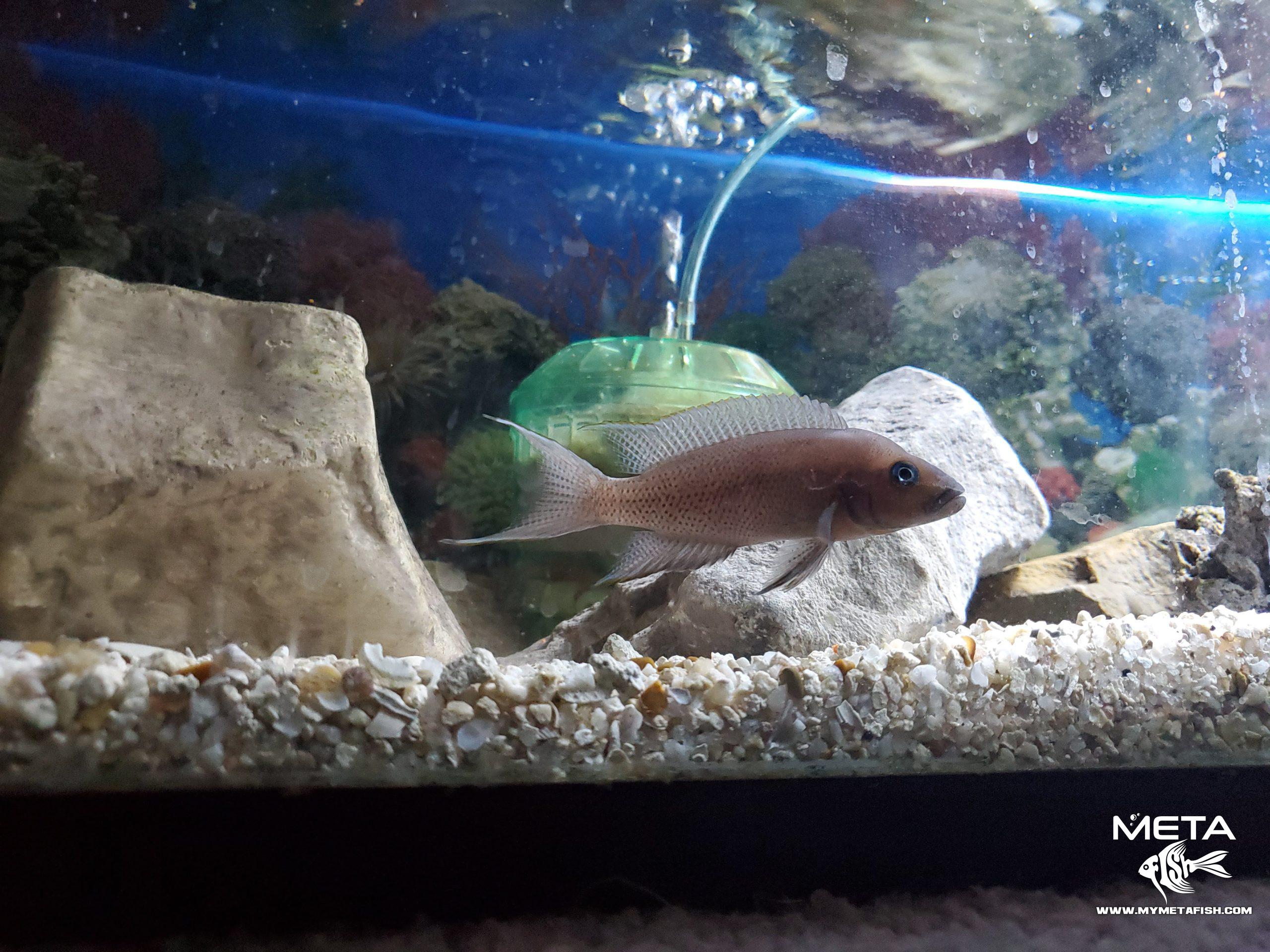 Neolamprologus Falcicula Cygnus Adult Male