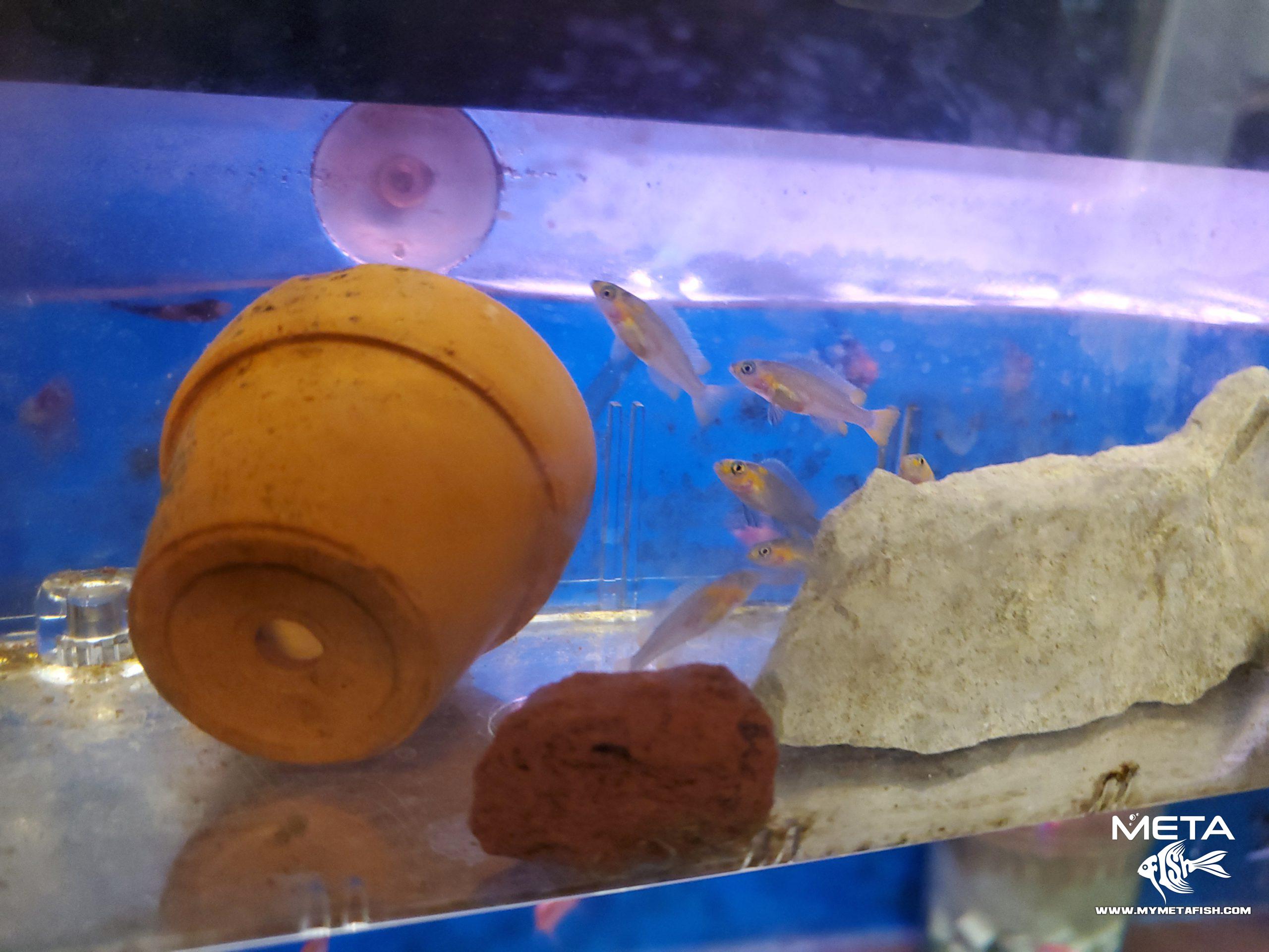 Neolamprologus Falcicula Cygnus Juvenile Fry (1)