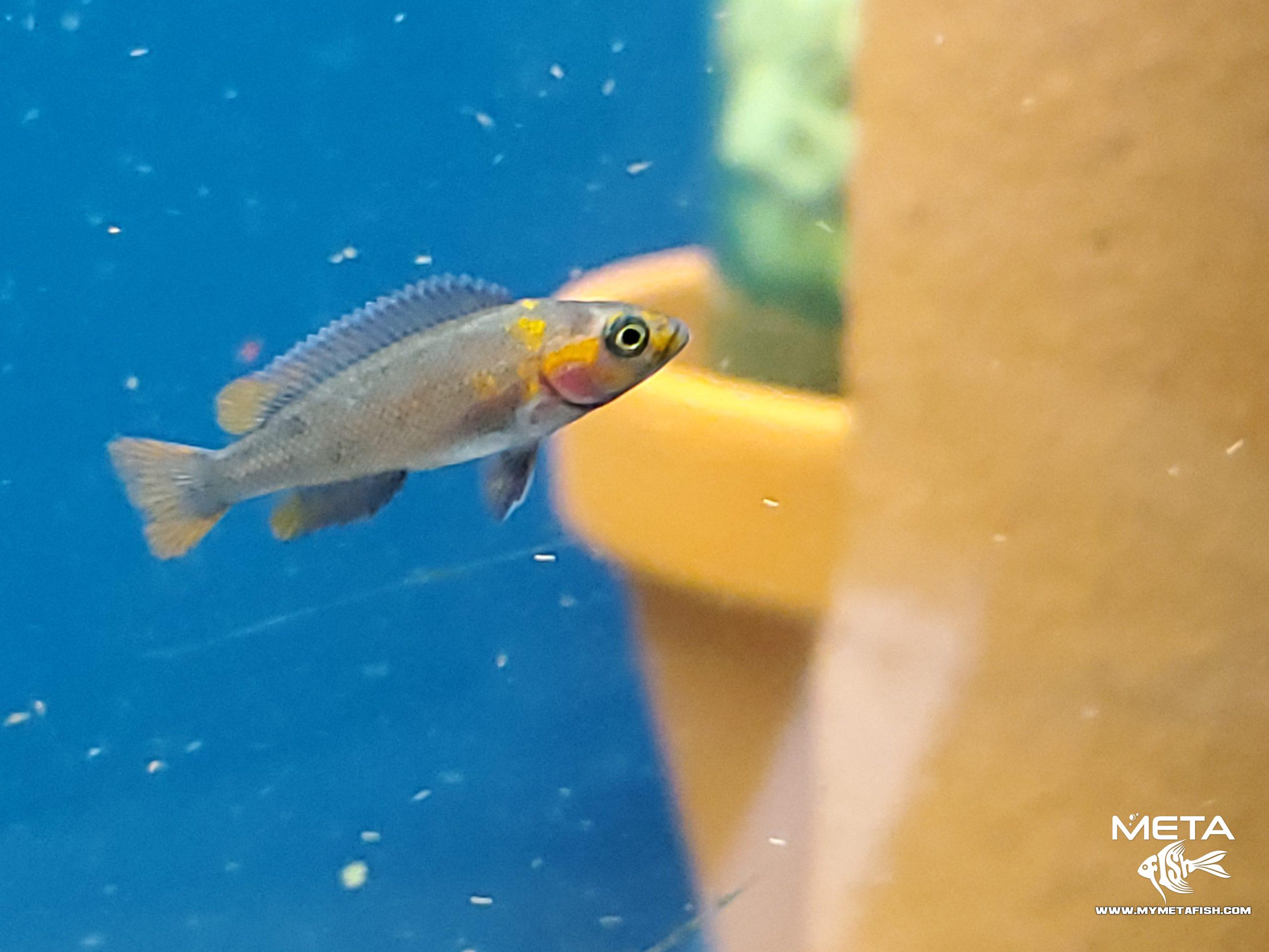 Neolamprologus Falcicula Cygnus Juvenile Fry (10)
