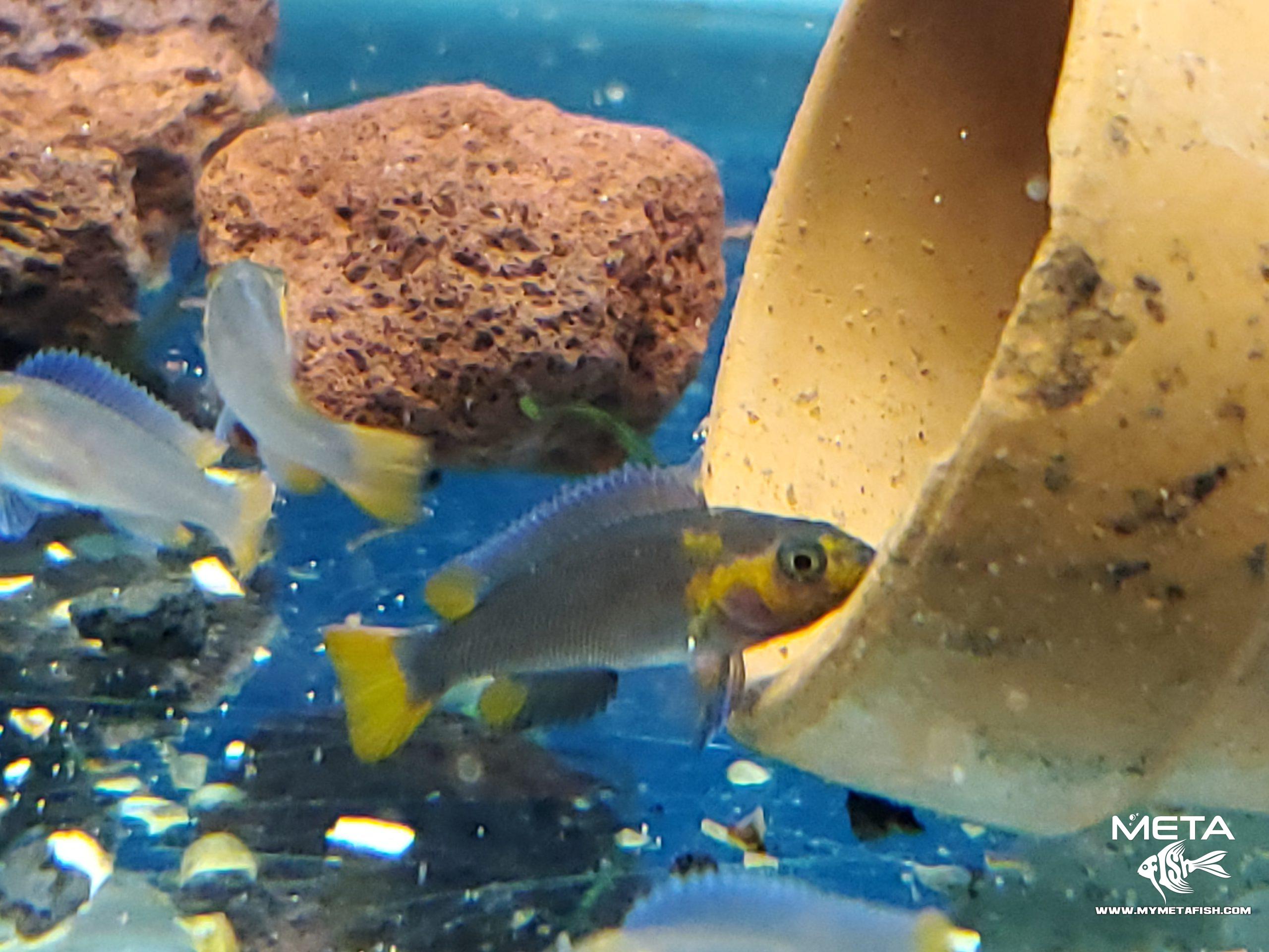 Neolamprologus Falcicula Cygnus Juvenile Fry (2)