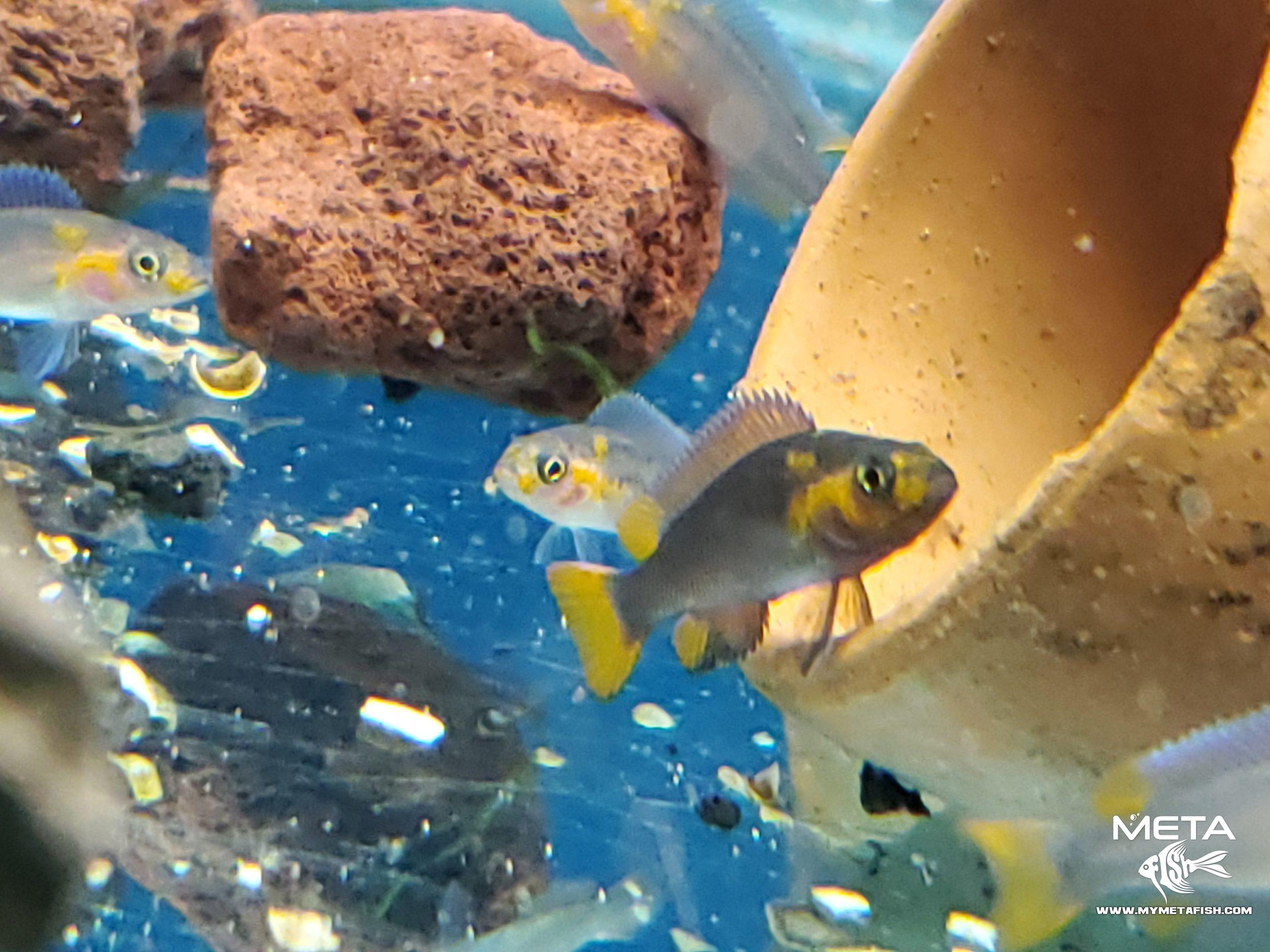 Neolamprologus Falcicula Cygnus Juvenile Fry (3)