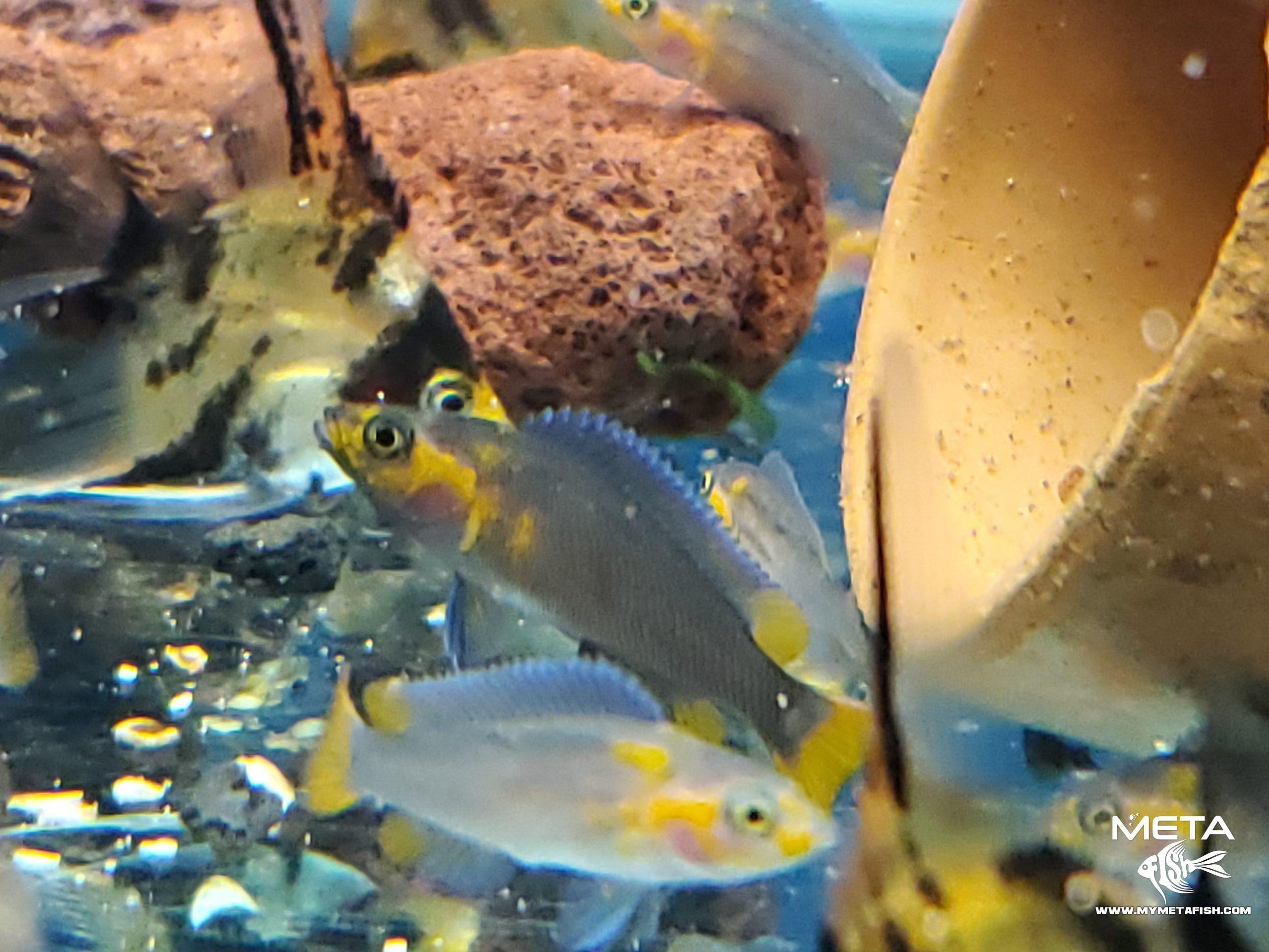 Neolamprologus Falcicula Cygnus Juvenile Fry (4)