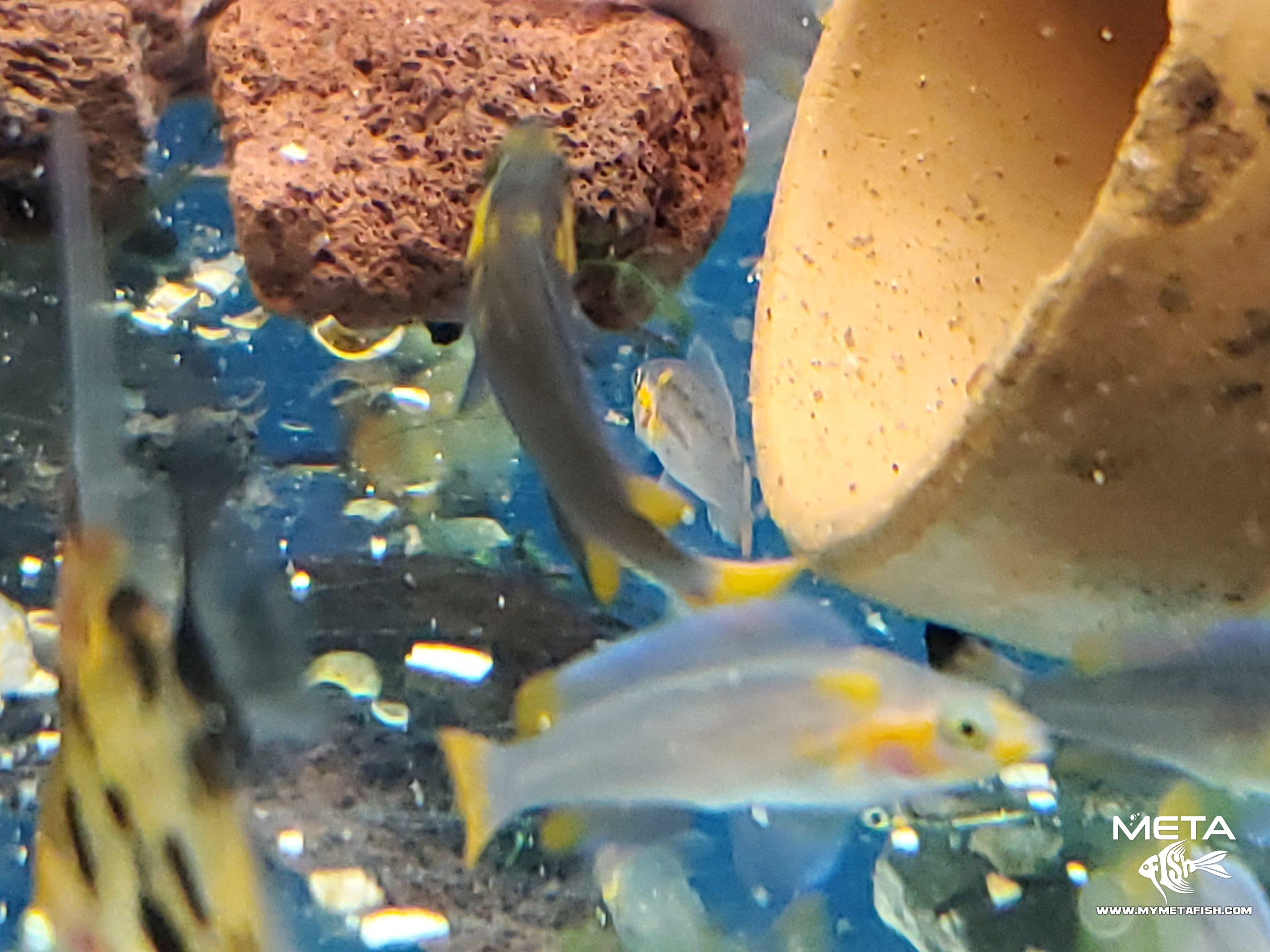 Neolamprologus Falcicula Cygnus Juvenile Fry (5)