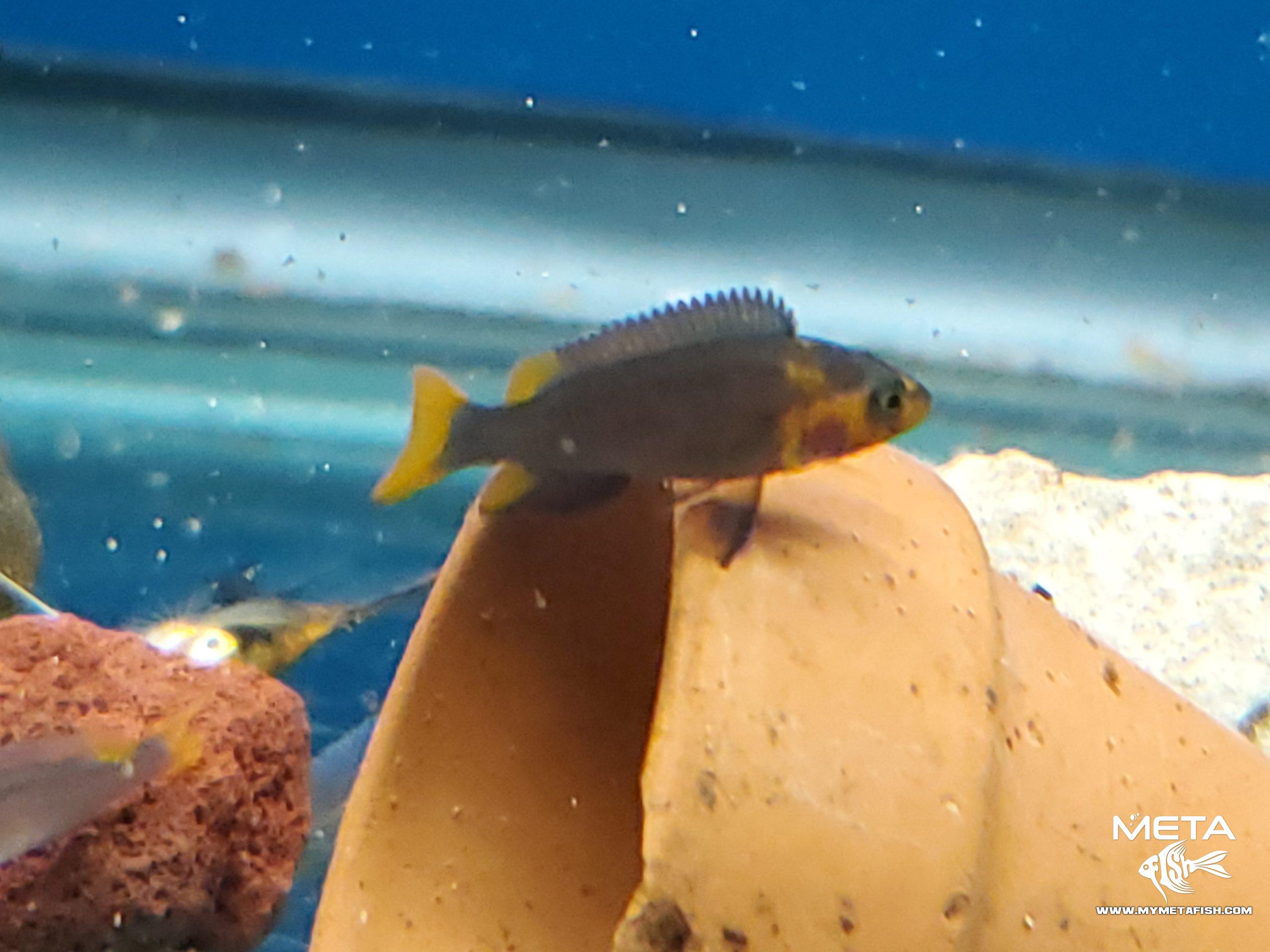 Neolamprologus Falcicula Cygnus Juvenile Fry (6)
