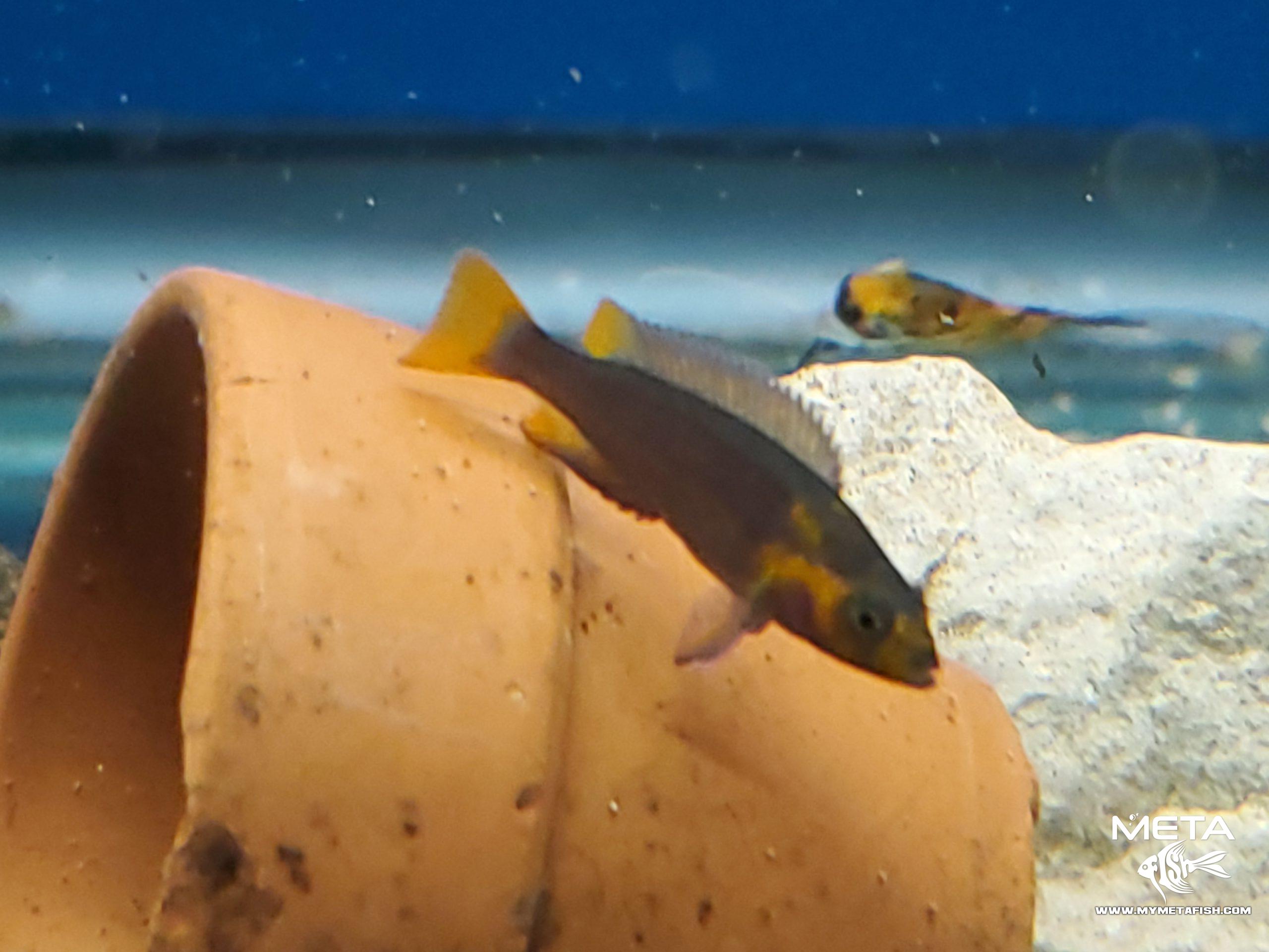 Neolamprologus Falcicula Cygnus Juvenile Fry (7)