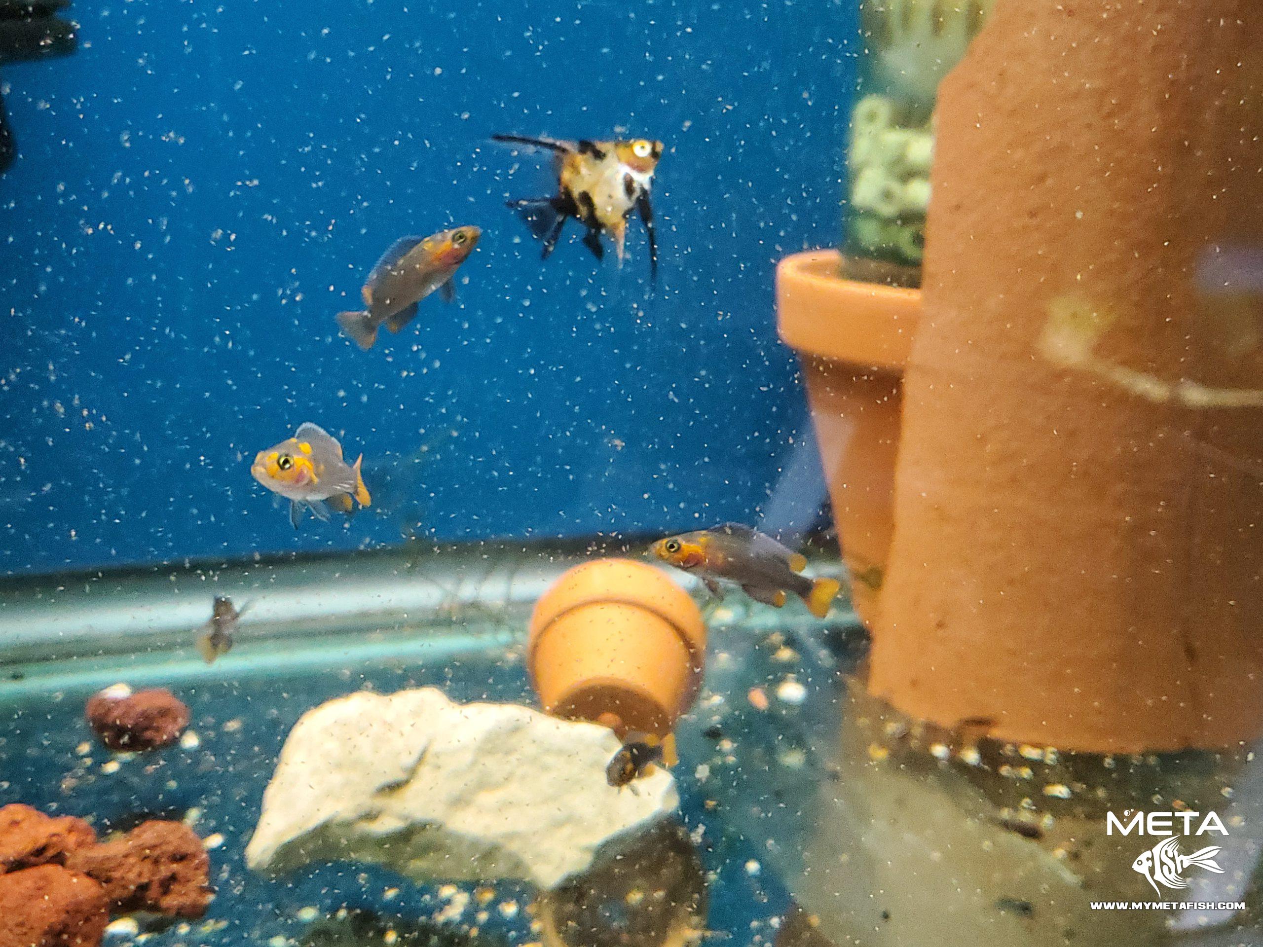 Neolamprologus Falcicula Cygnus Juvenile Fry (9)