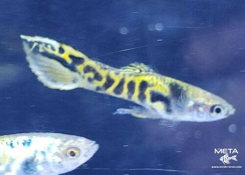 Tiger-Endler-1-Meta-Fish