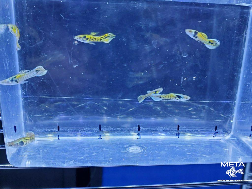 Tiger-Endler-2-Meta-Fish-1024x768