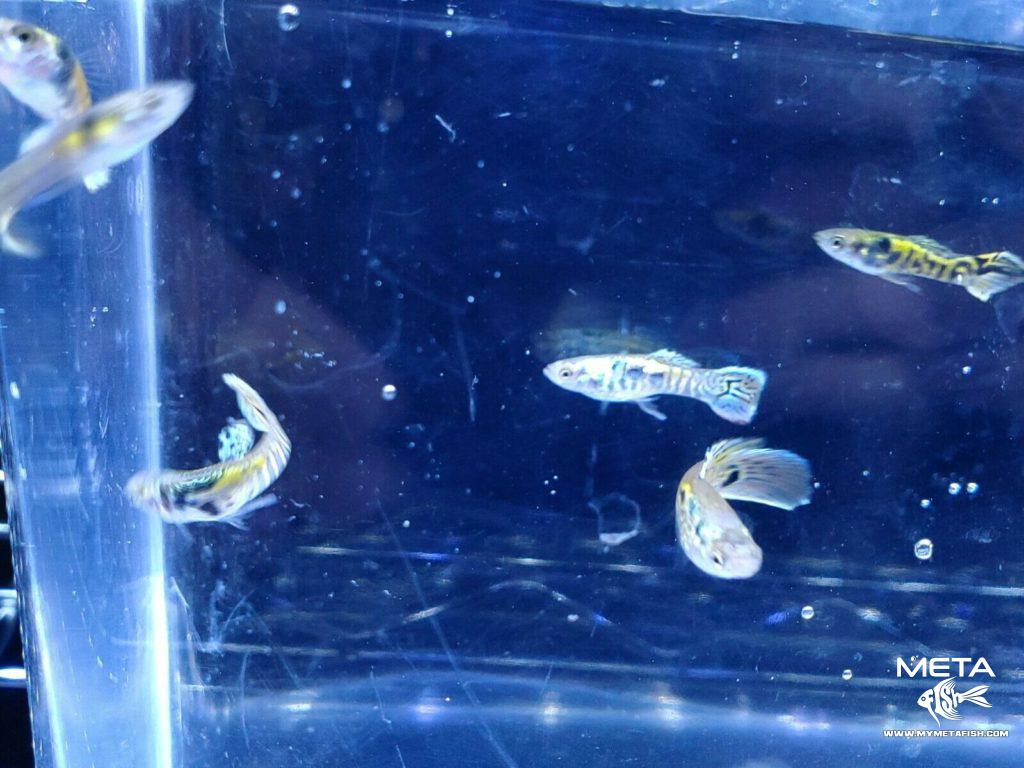 Tiger-Endler-3-Meta-Fish-1024x768