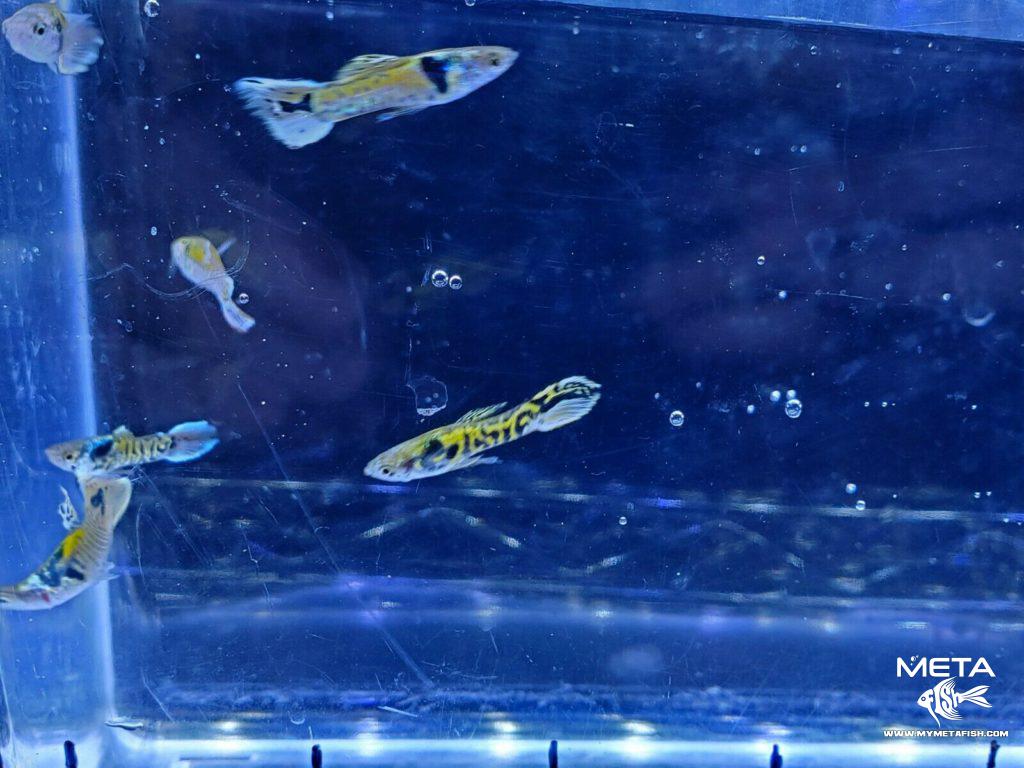 Tiger-Endler-4-Meta-Fish-1024x768