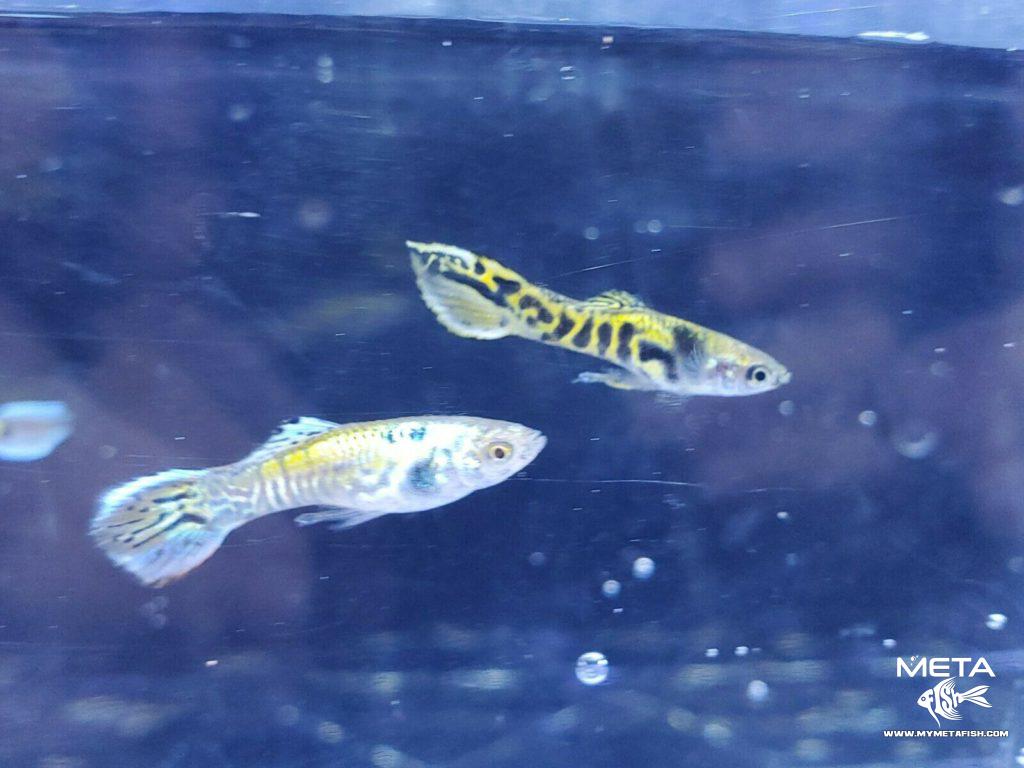 Tiger-Endler-5-Meta-Fish-1024x768