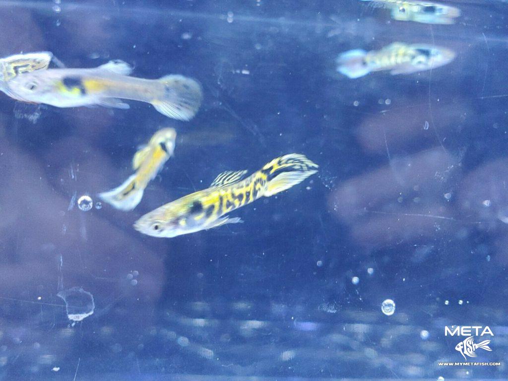 Tiger-Endler-6-Meta-Fish-1024x768