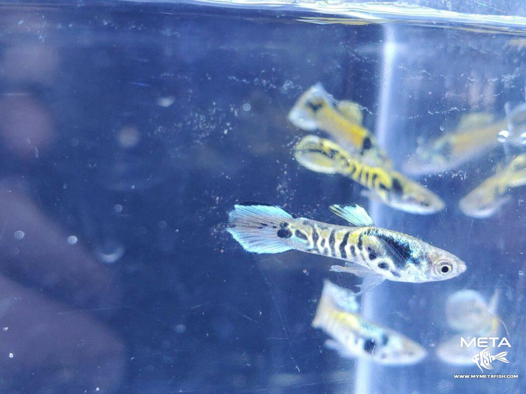 Tiger-Endler-7-Meta-Fish-1024x768