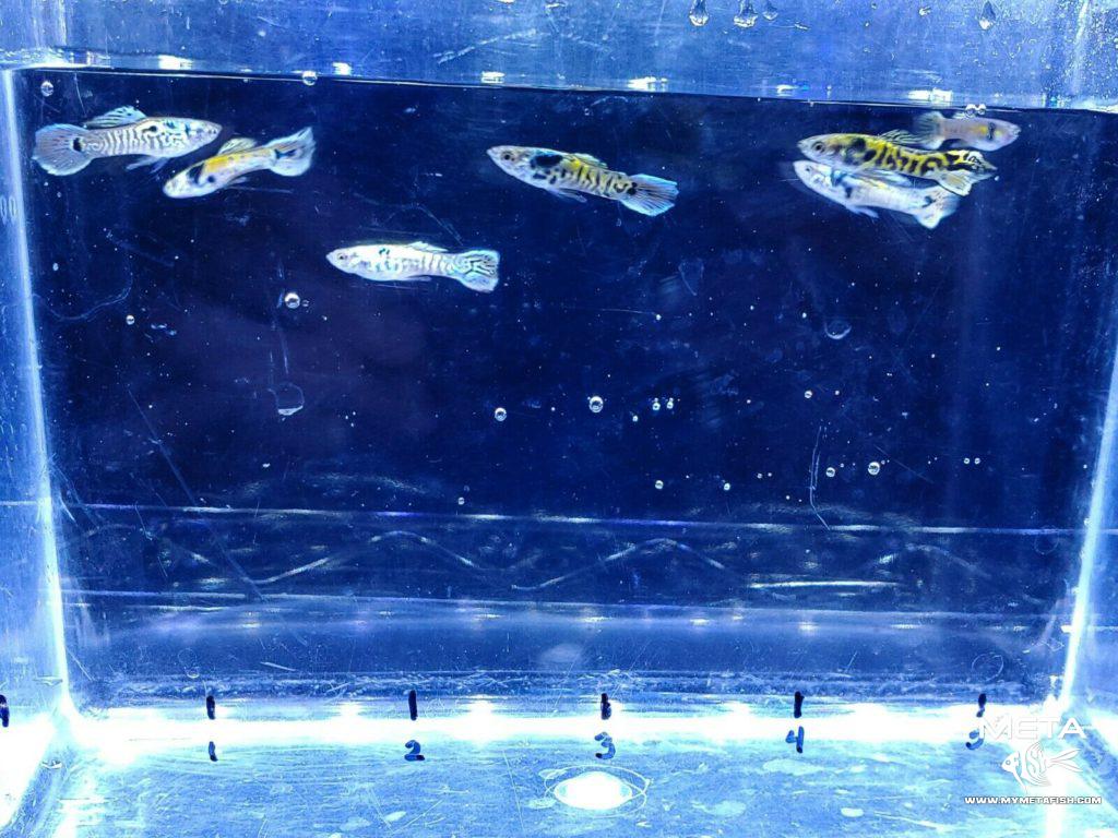 Tiger-Endler-8-Meta-Fish-1024x768