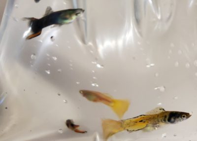Guppy Grab Bag