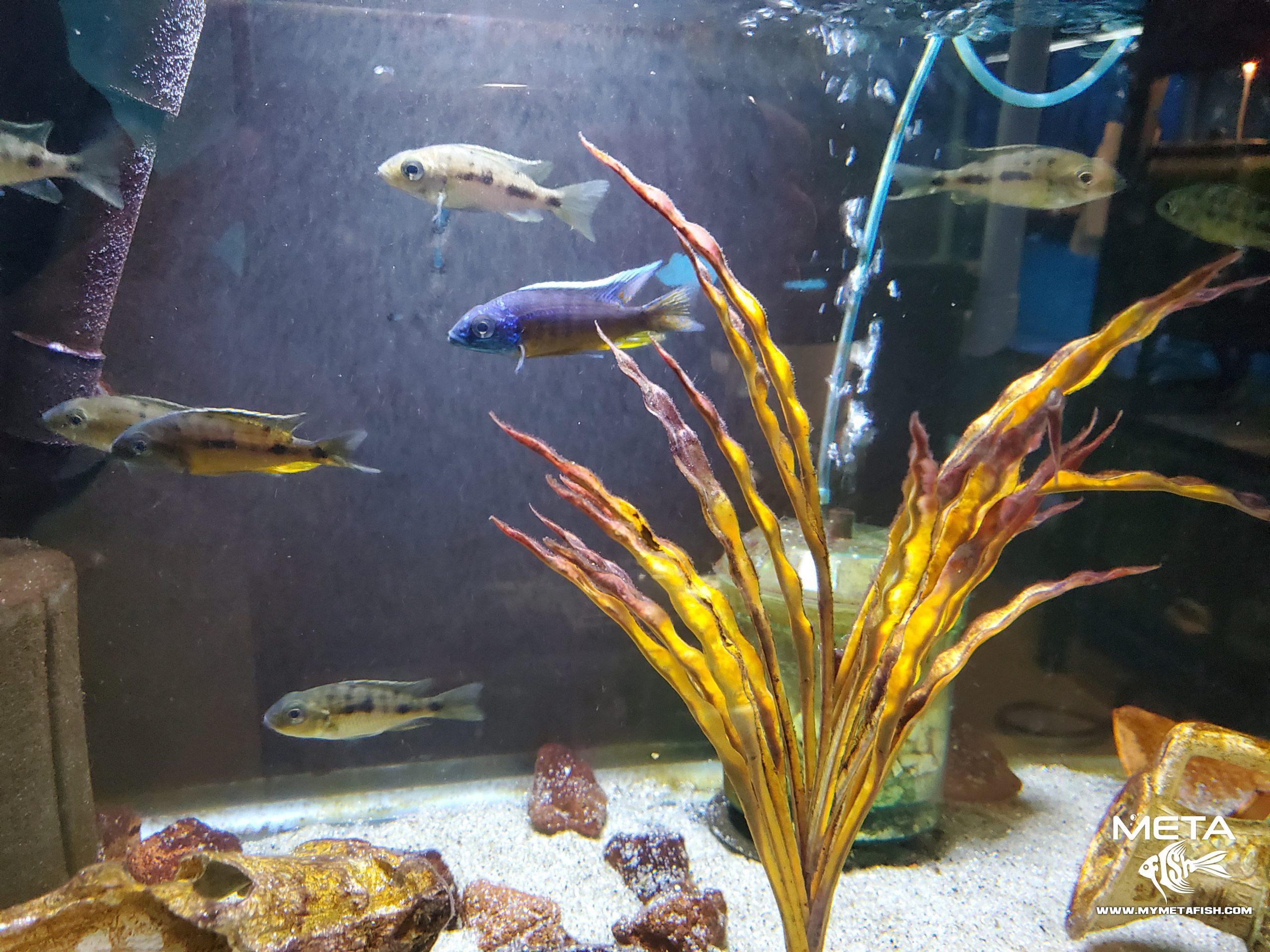 Blue Gold Cichlid Protomelas Spilonotus Tanzania Breeding Group