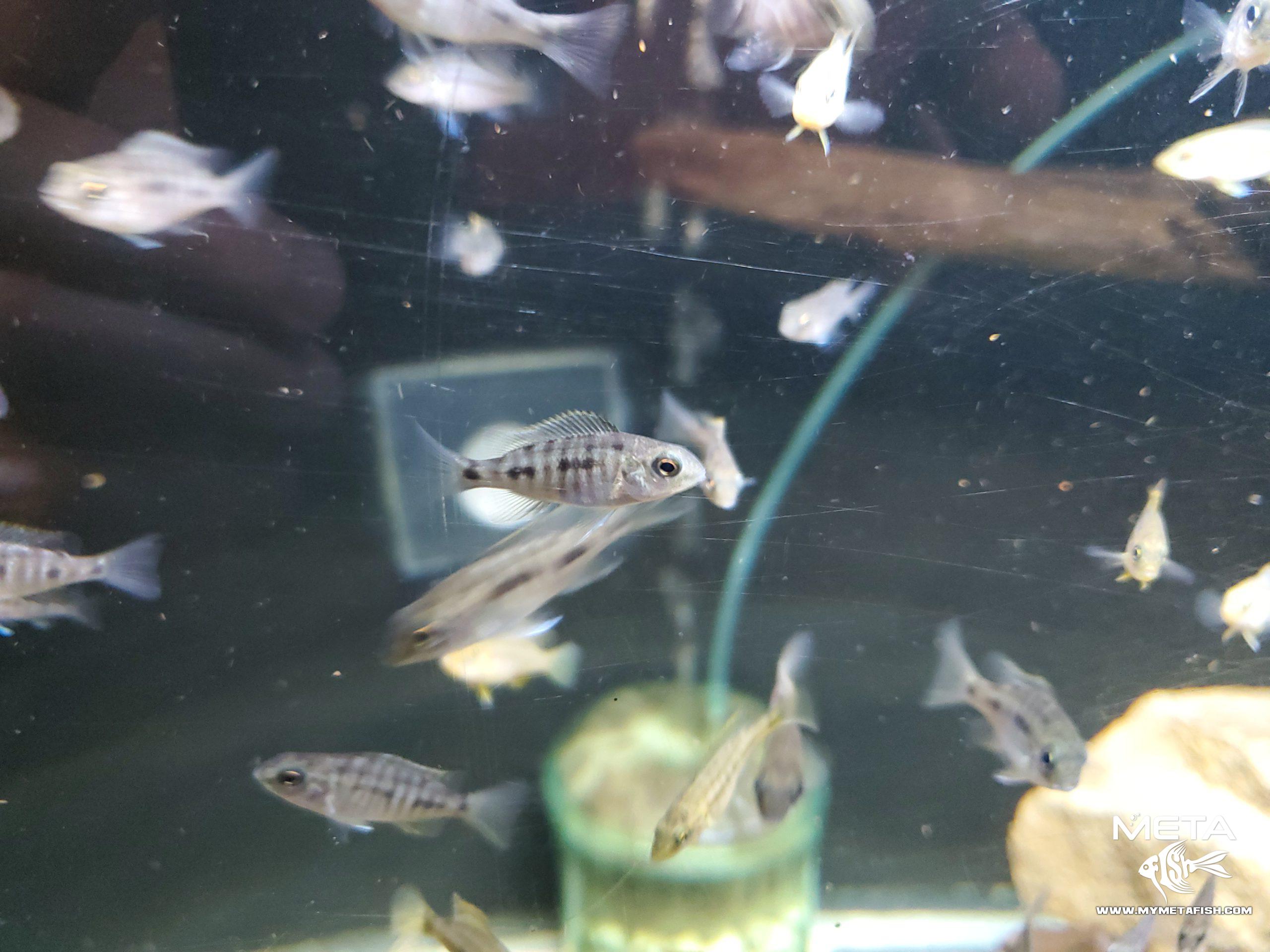 Blue Gold Cichlid Protomelas Spilonotus Tanzania Juvenile (1)