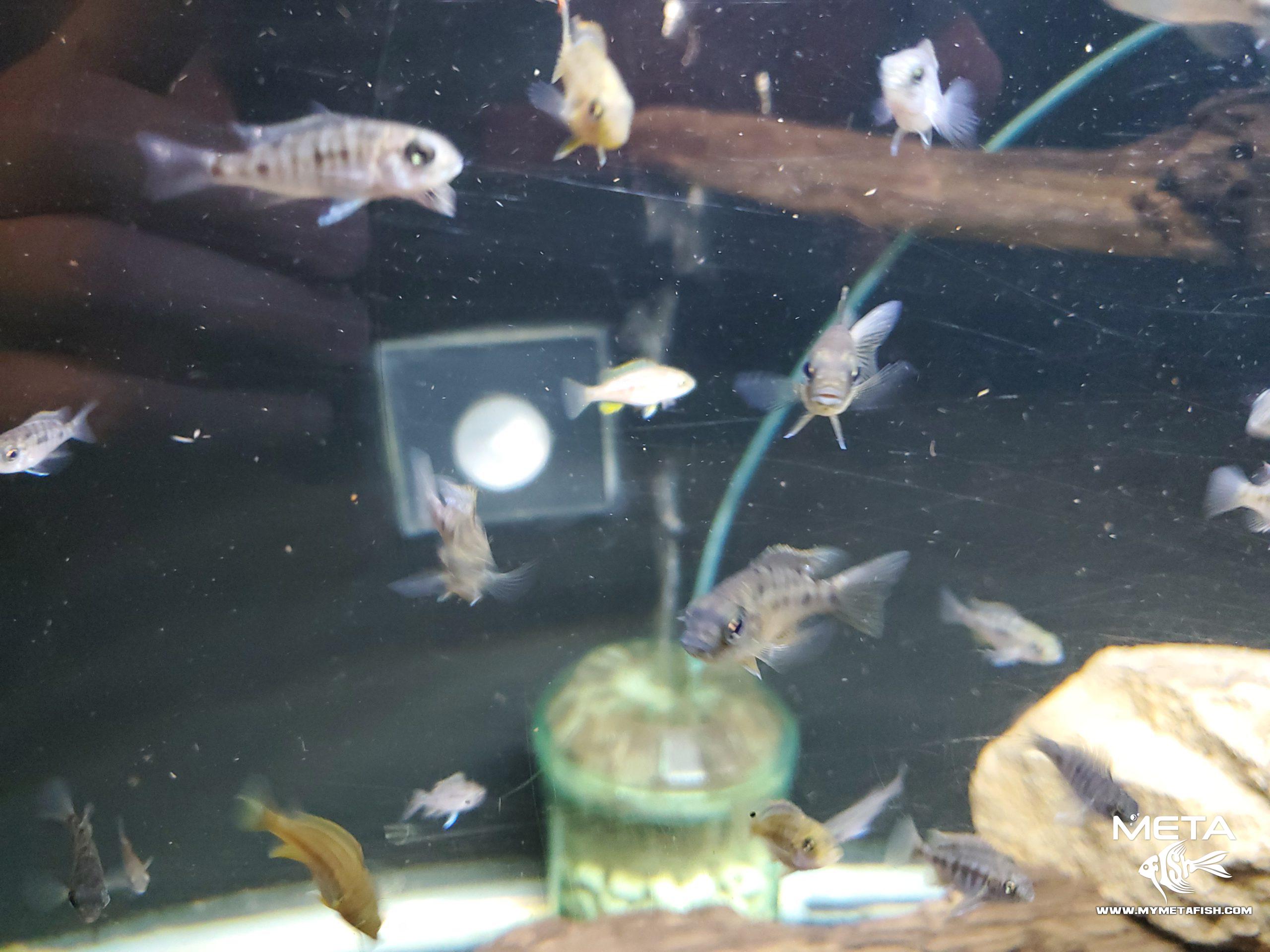 Blue Gold Cichlid Protomelas Spilonotus Tanzania Juvenile (2)