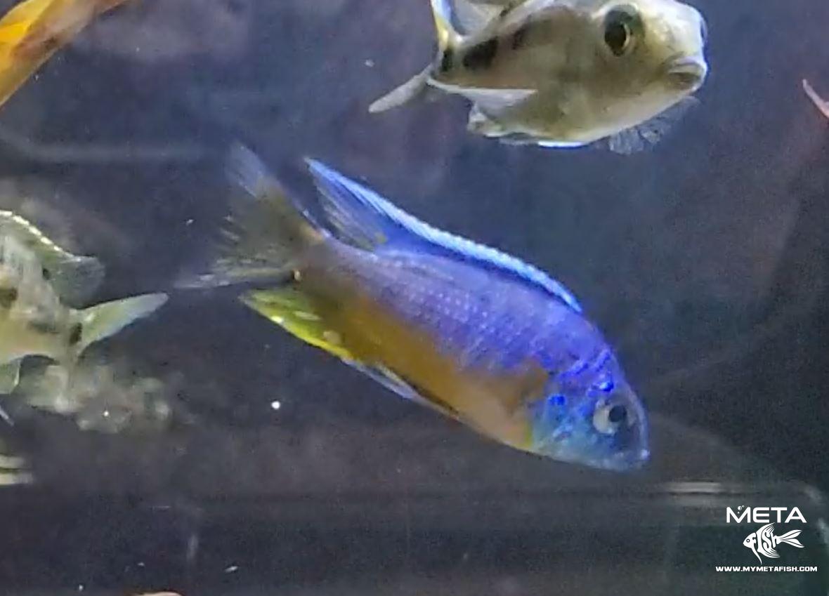 Blue Gold Cichlid Protomelas Spilonotus Tanzania Male (1)