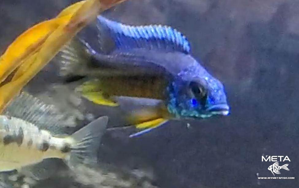 Blue Gold Cichlid Protomelas Spilonotus Tanzania Male (2)
