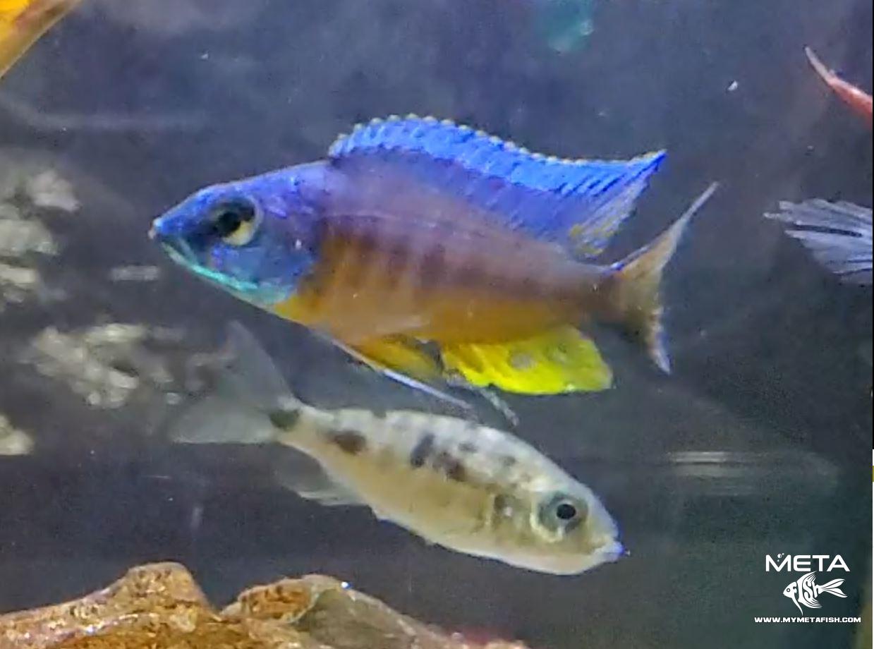 Blue Gold Cichlid Protomelas Spilonotus Tanzania Male (3)