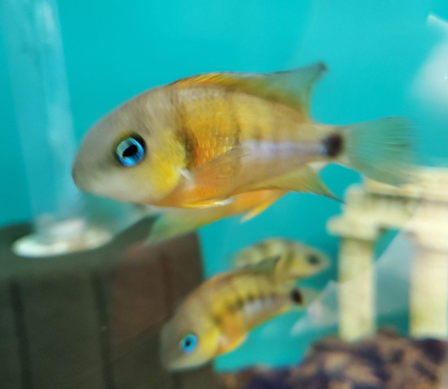 Cutteri Central American Cichlid for Sale (1)