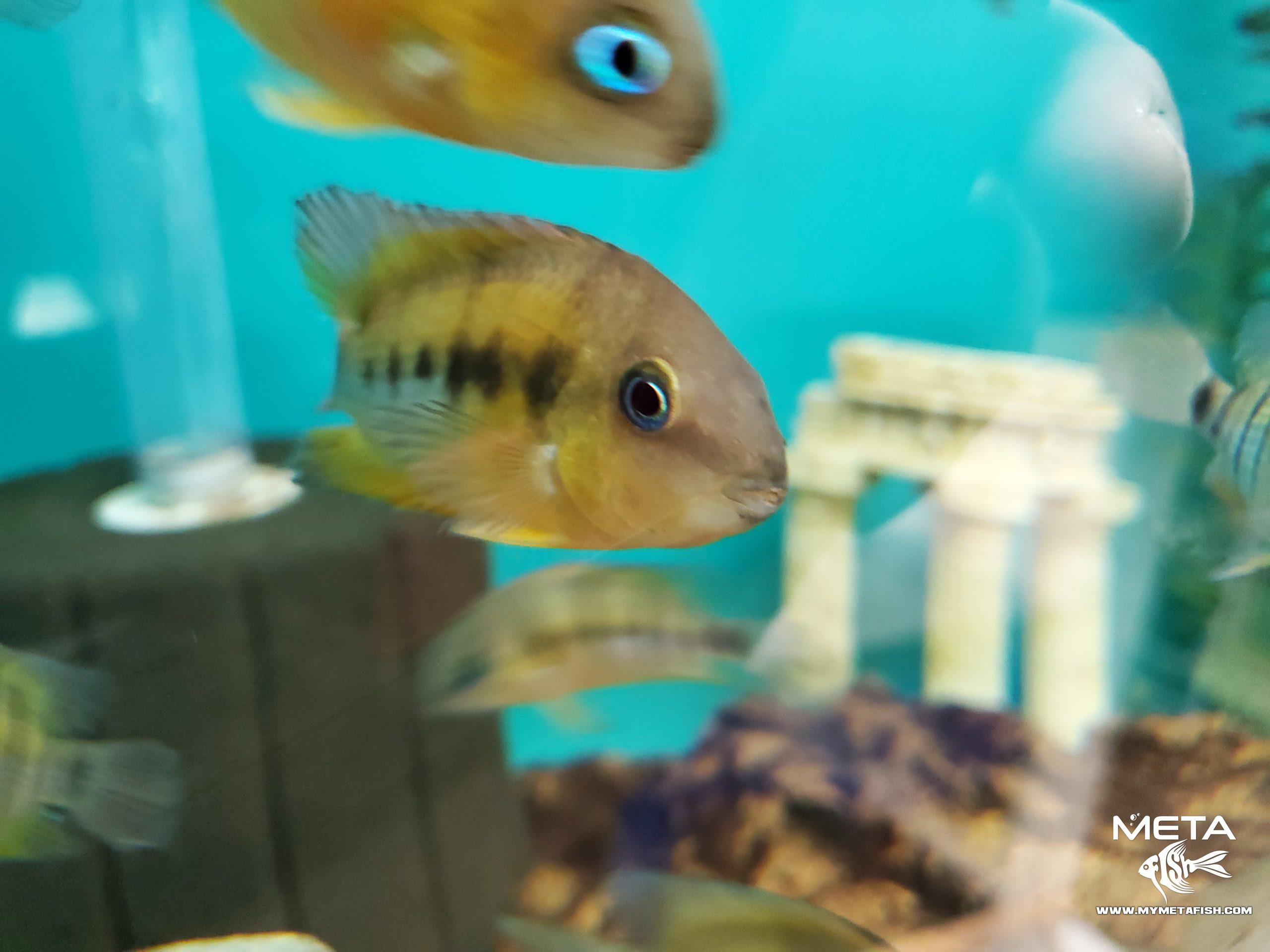 Cutteri Central American Cichlid for Sale (10)