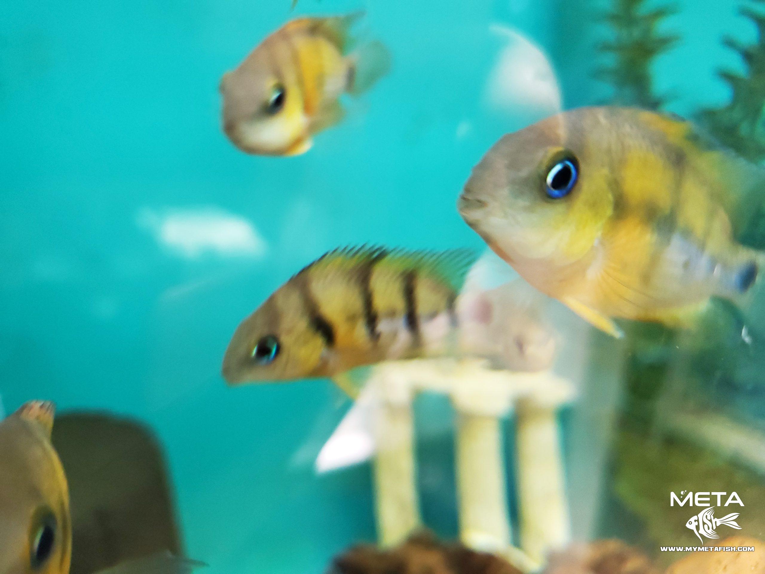 Cutteri Central American Cichlid for Sale (11)