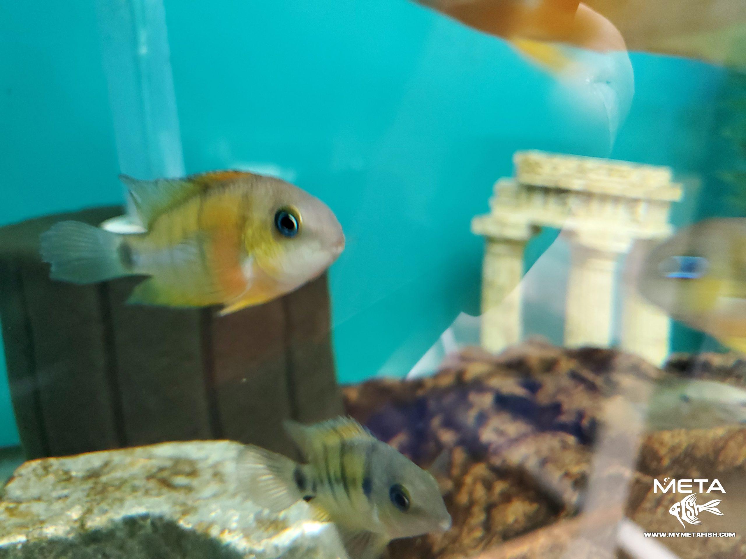 Cutteri Central American Cichlid for Sale (12)