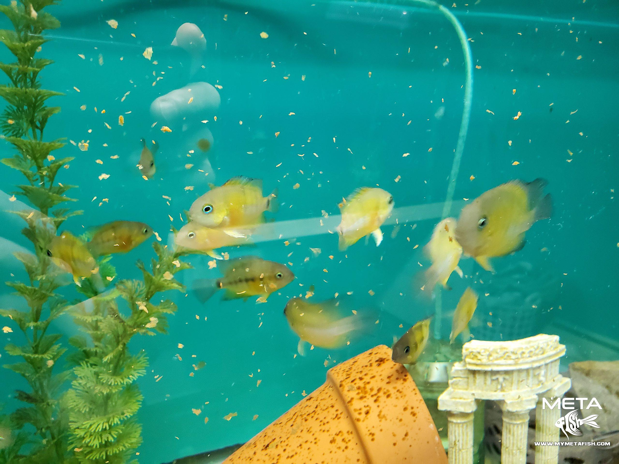 Cutteri Central American Cichlid for Sale (2)