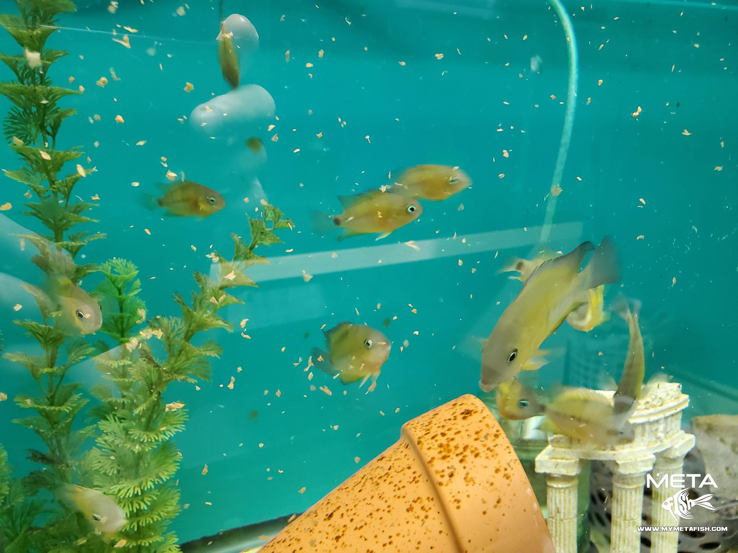 Cutteri Central American Cichlid for Sale (3)