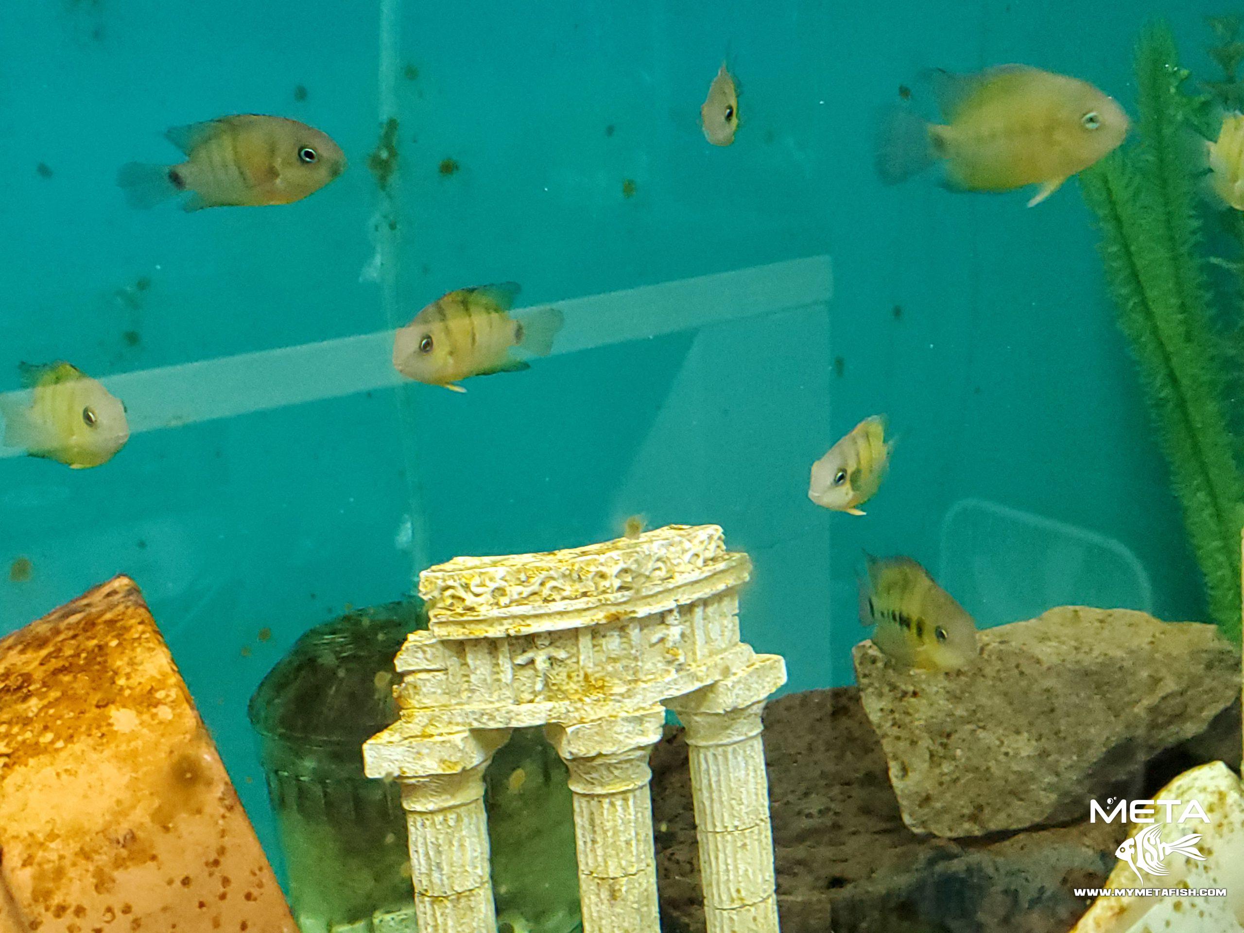 Cutteri Central American Cichlid for Sale (4)