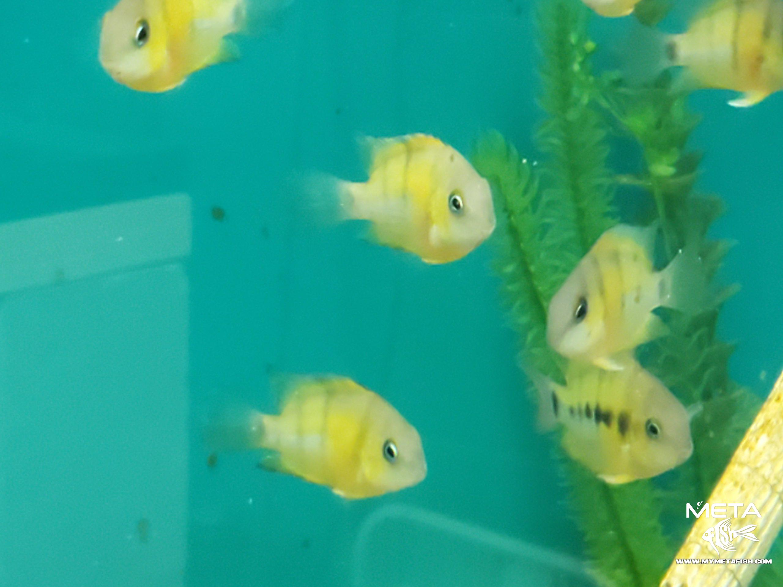 Cutteri Central American Cichlid for Sale (5)
