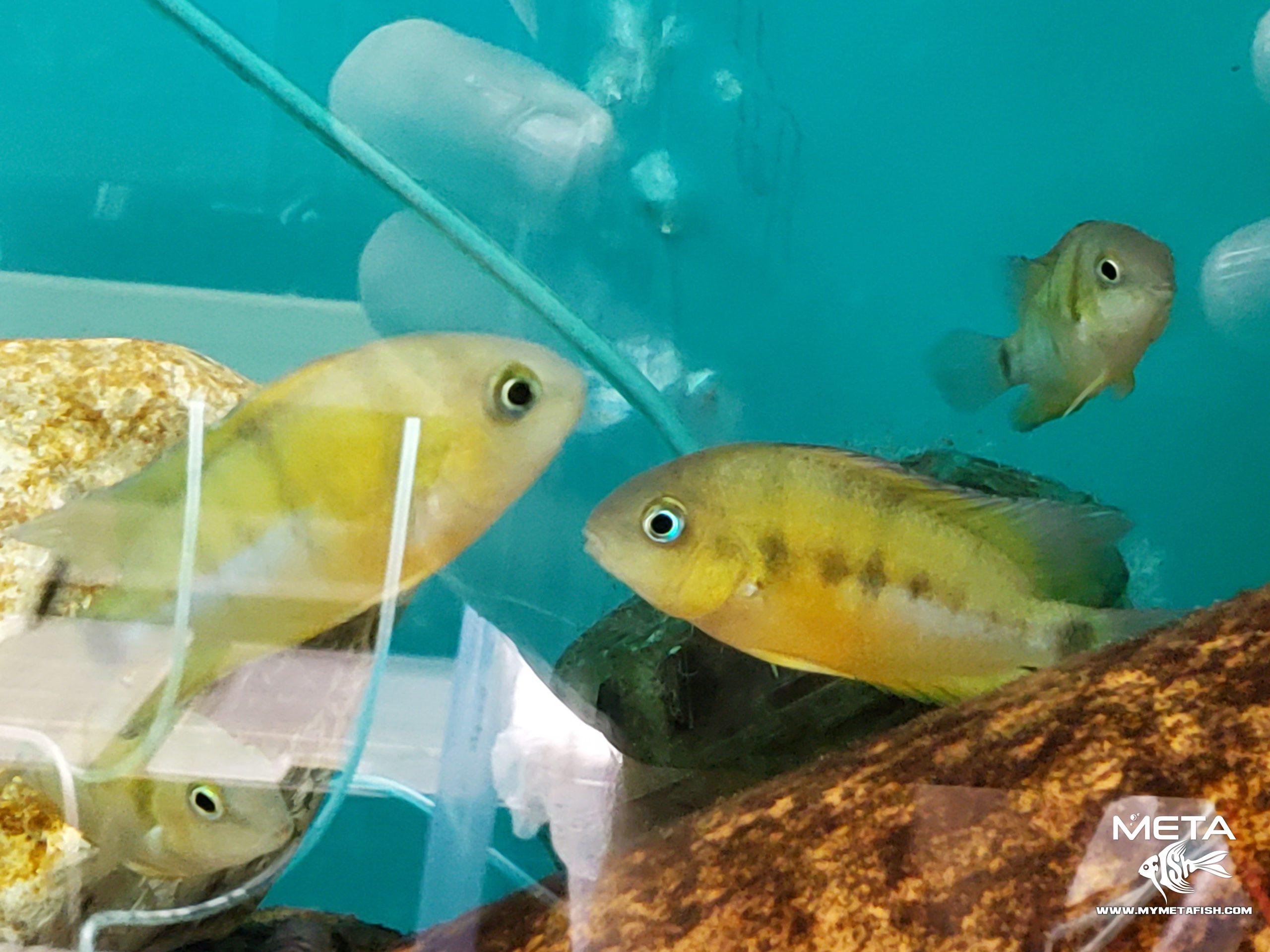 Cutteri Central American Cichlid for Sale (6)