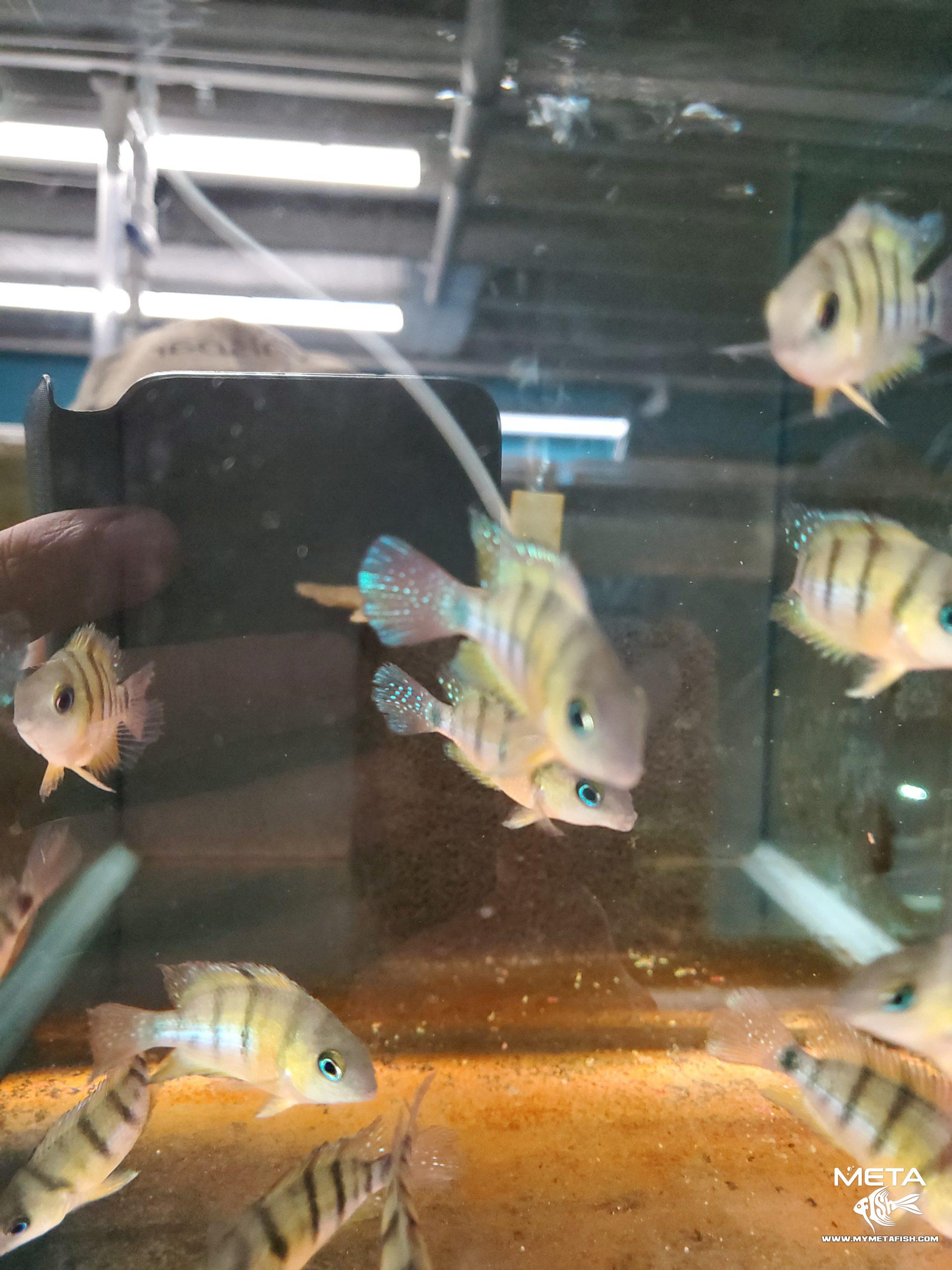 Cutteri Central American Cichlid for Sale (7)