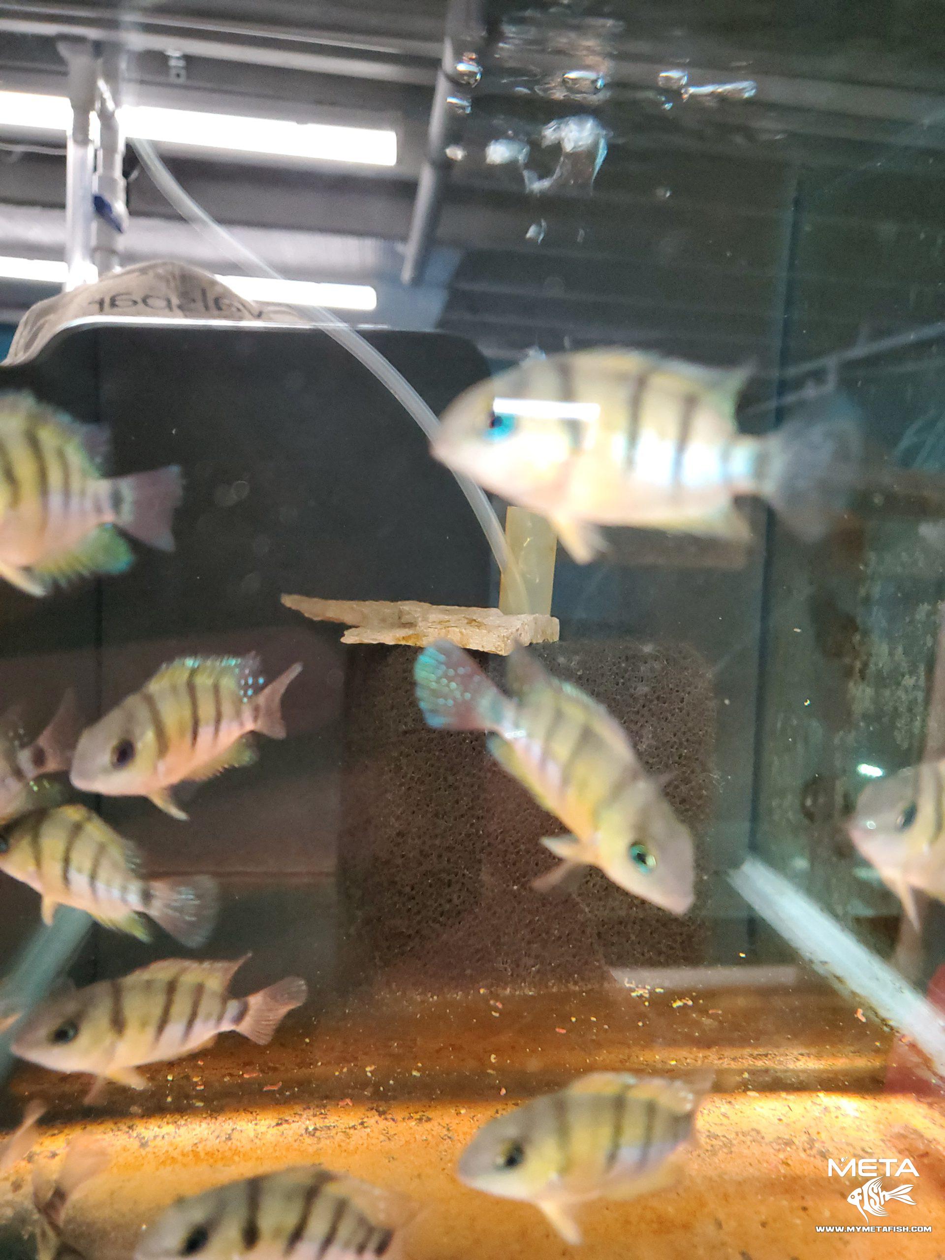 Cutteri Central American Cichlid for Sale (8)