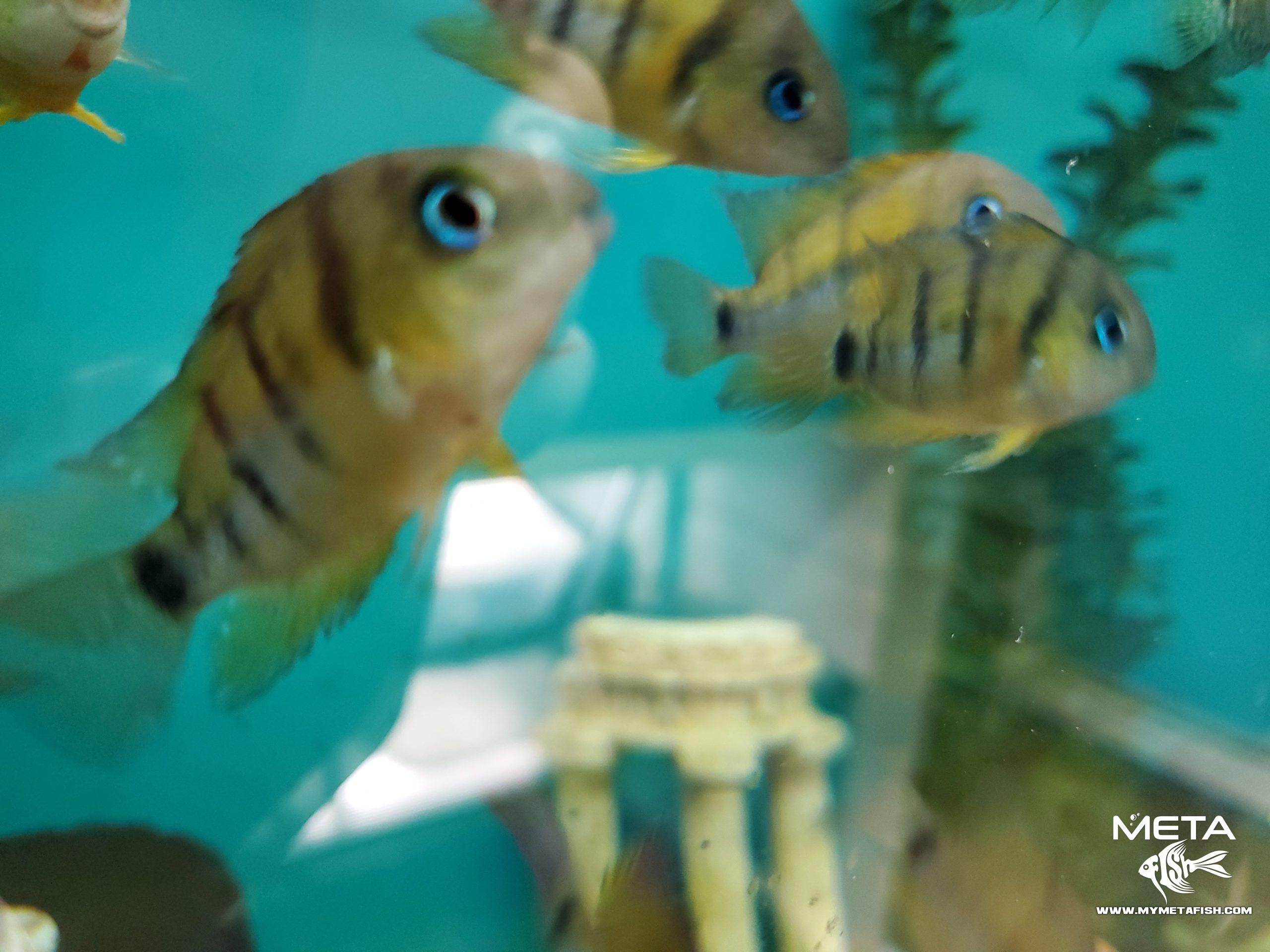 Cutteri Central American Cichlid for Sale (9)