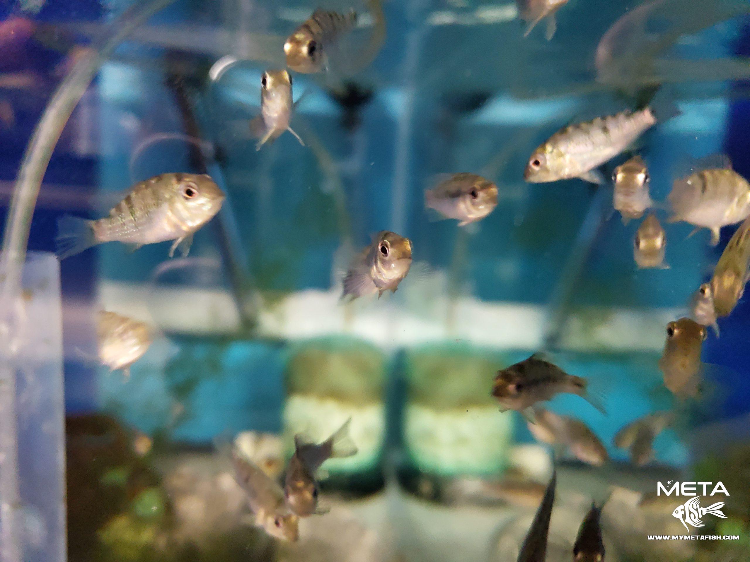 Geophagus Red Hump Eartheater (1) Red Hump Eartheater Fry