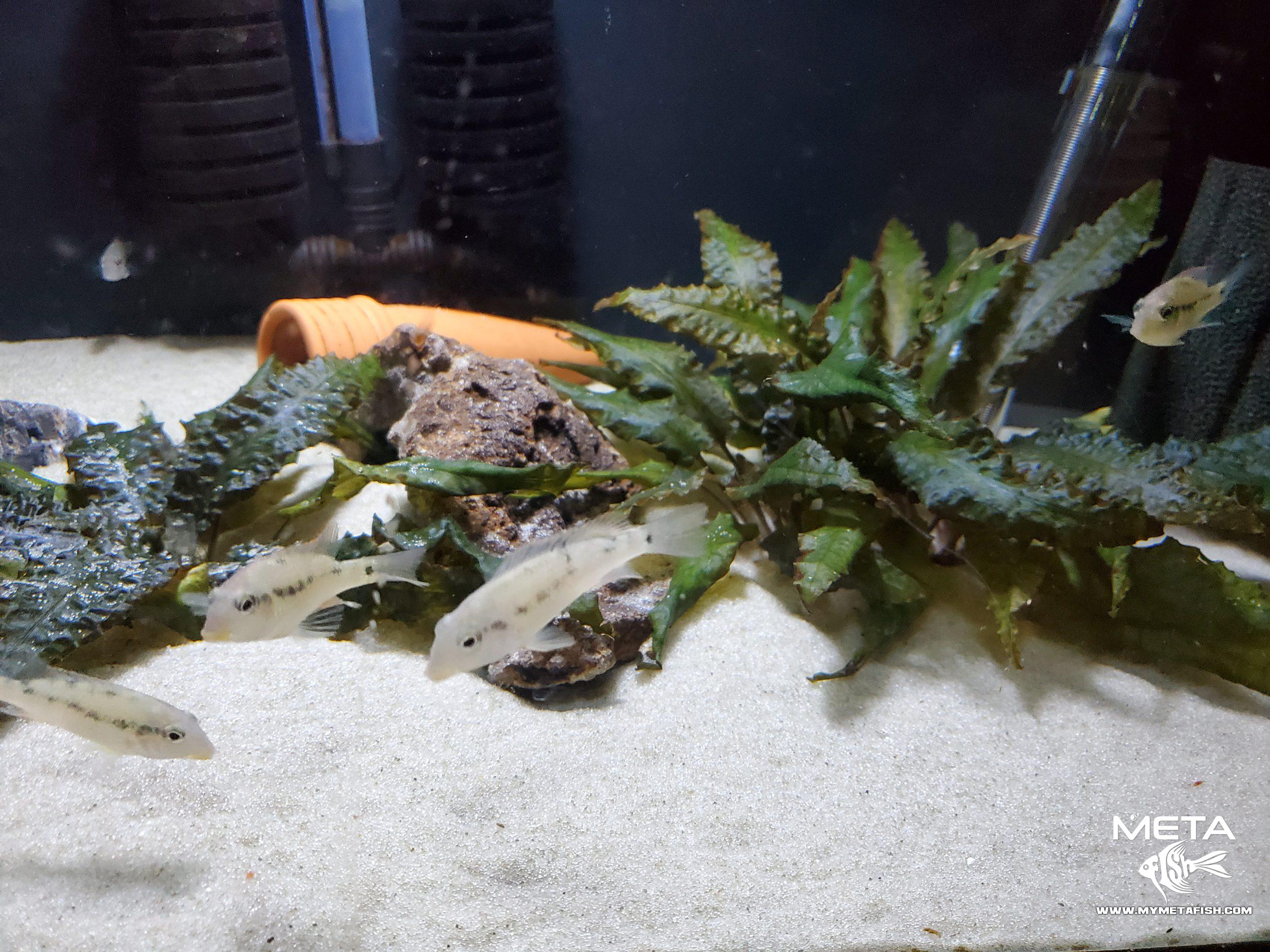 Geophagus Geophagus Red Hump Eartheater (10)