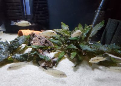 Geophagus Red Hump Eartheater Juvenilles for sale