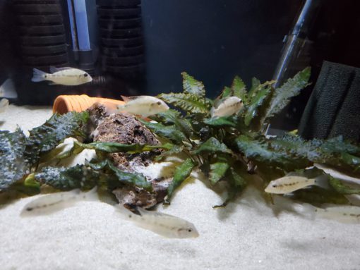 Geophagus Red Hump Eartheater Juvenilles for sale