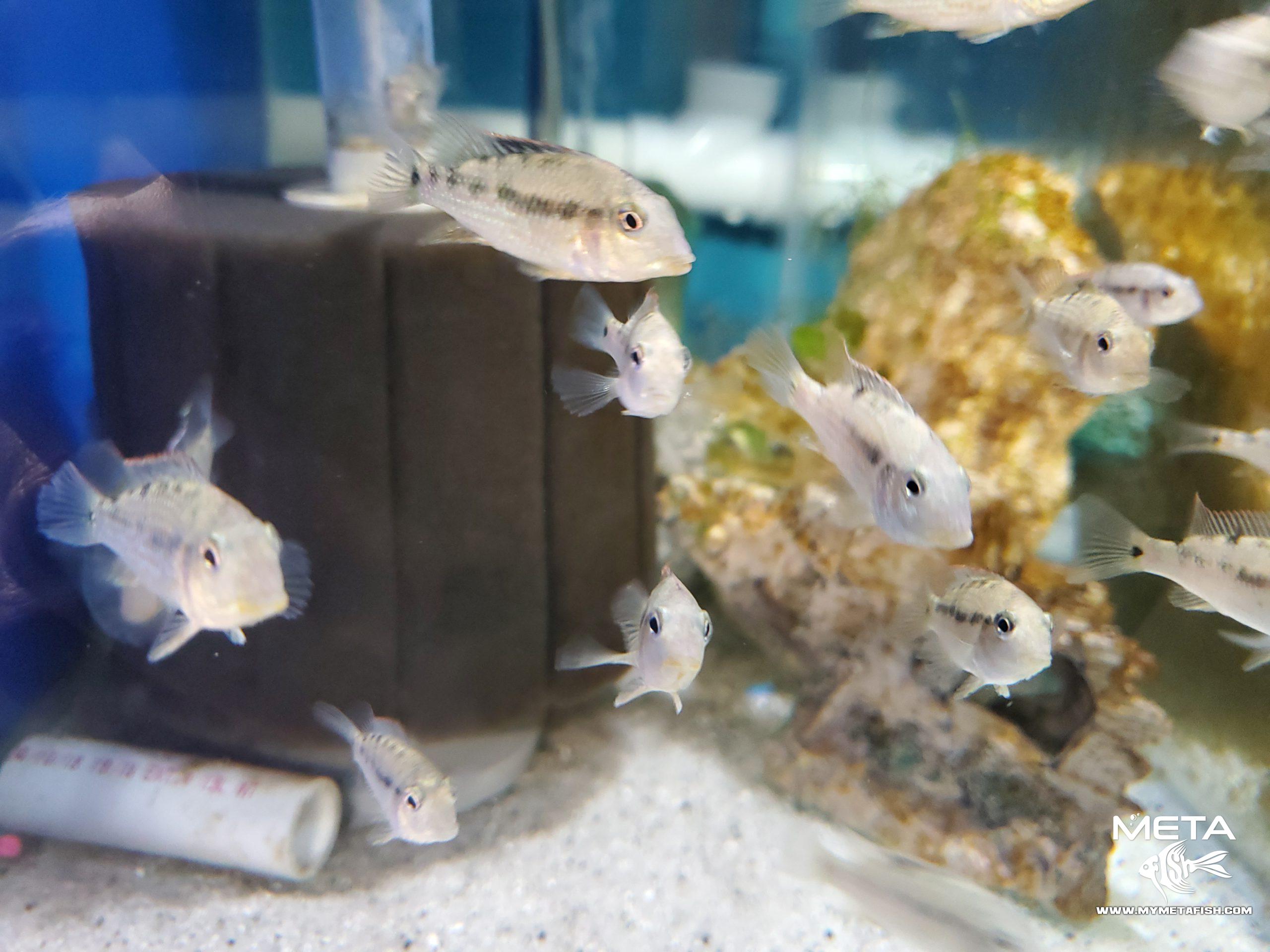 Geophagus Red Hump Eartheater(2)