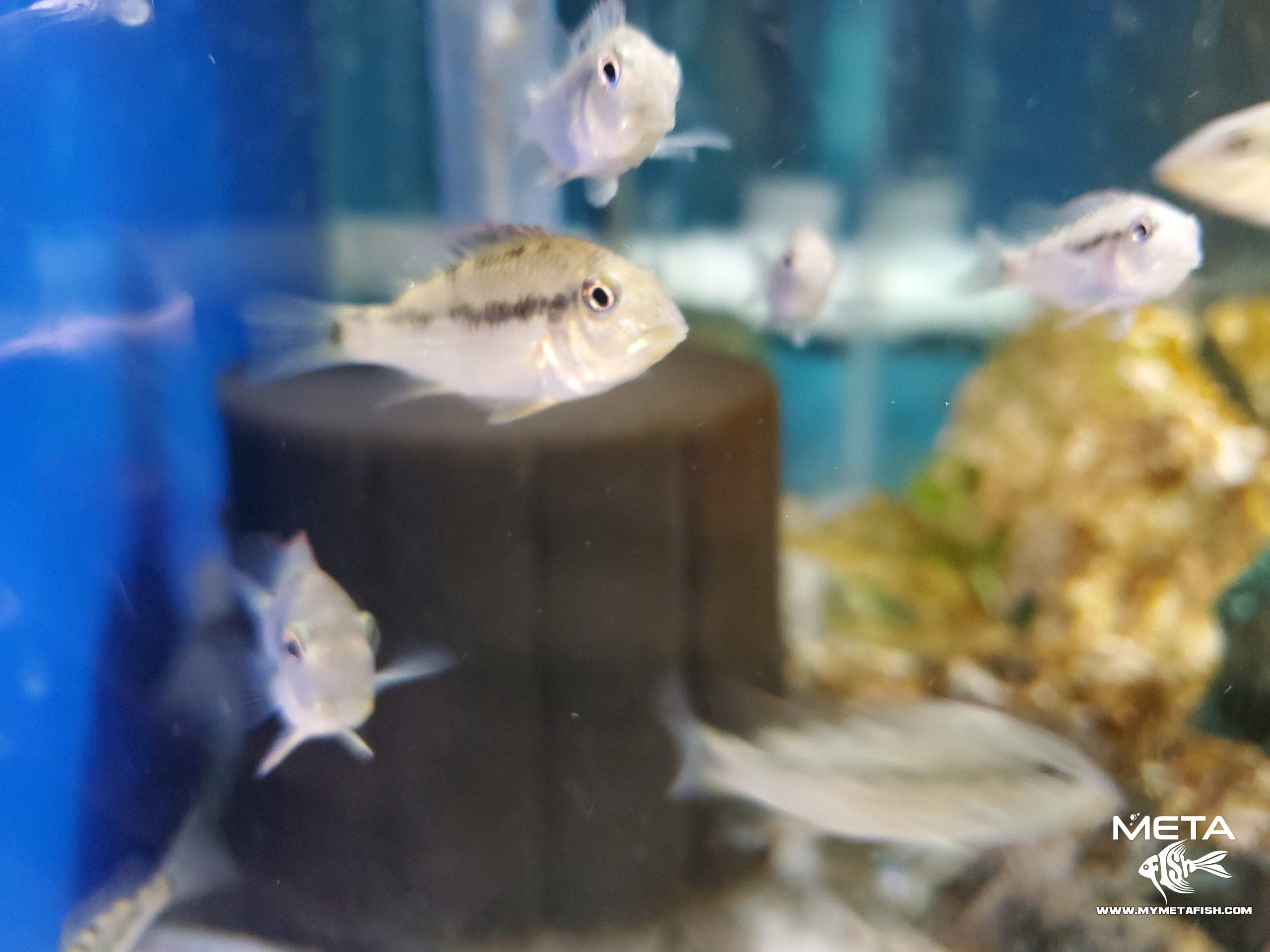 Geophagus Red Hump Eartheater (3)