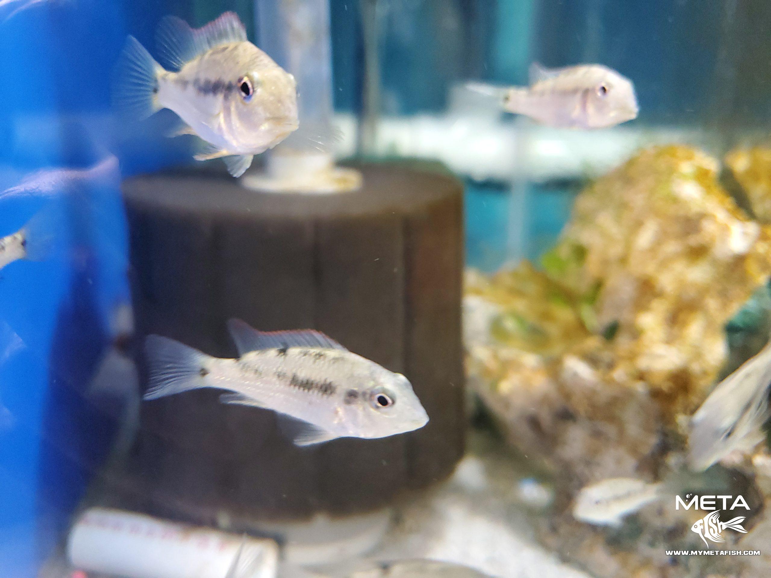 Geophagus Red Hump Eartheater (4)