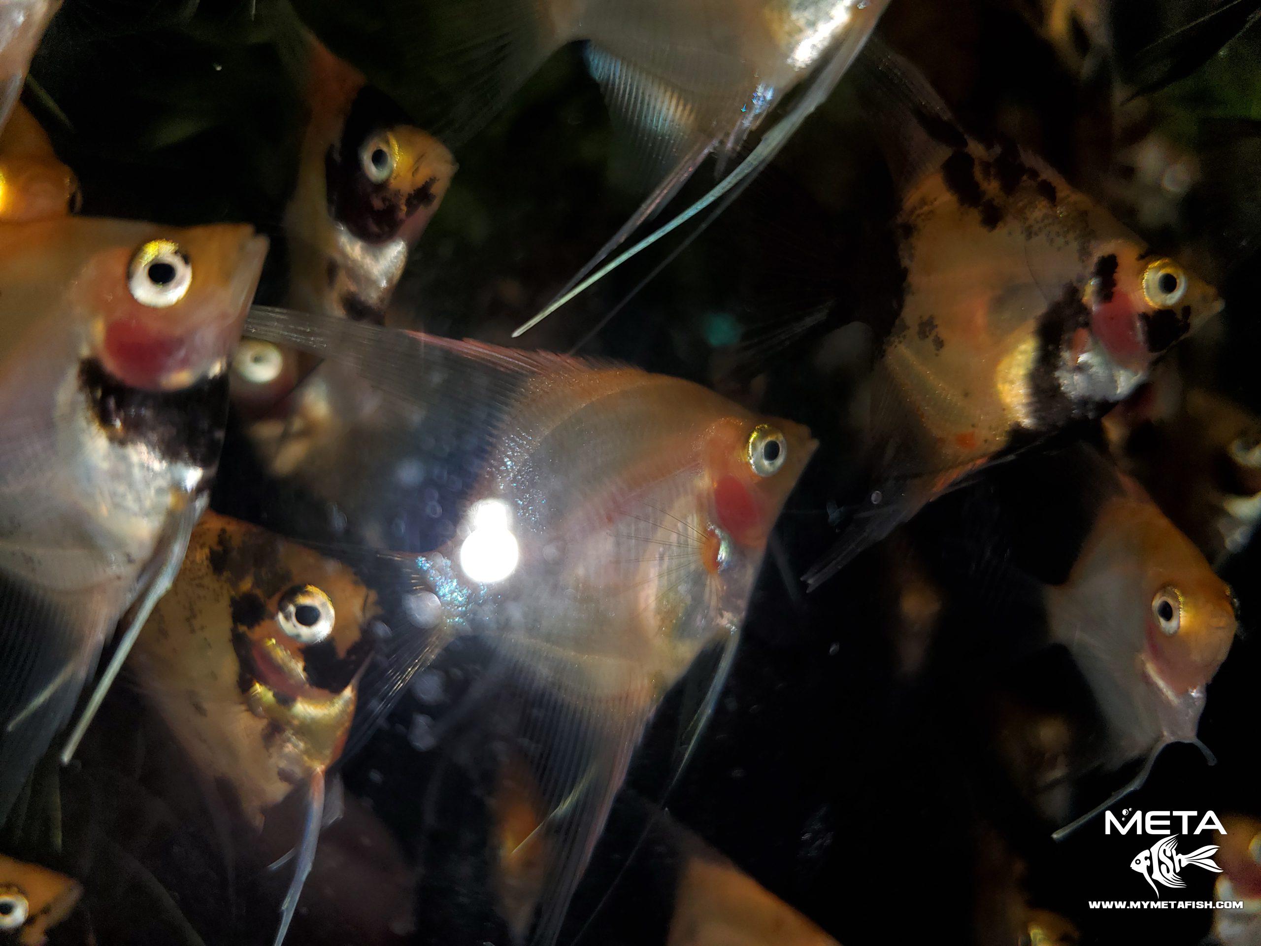 Gold Angelfish Juveniles (1)